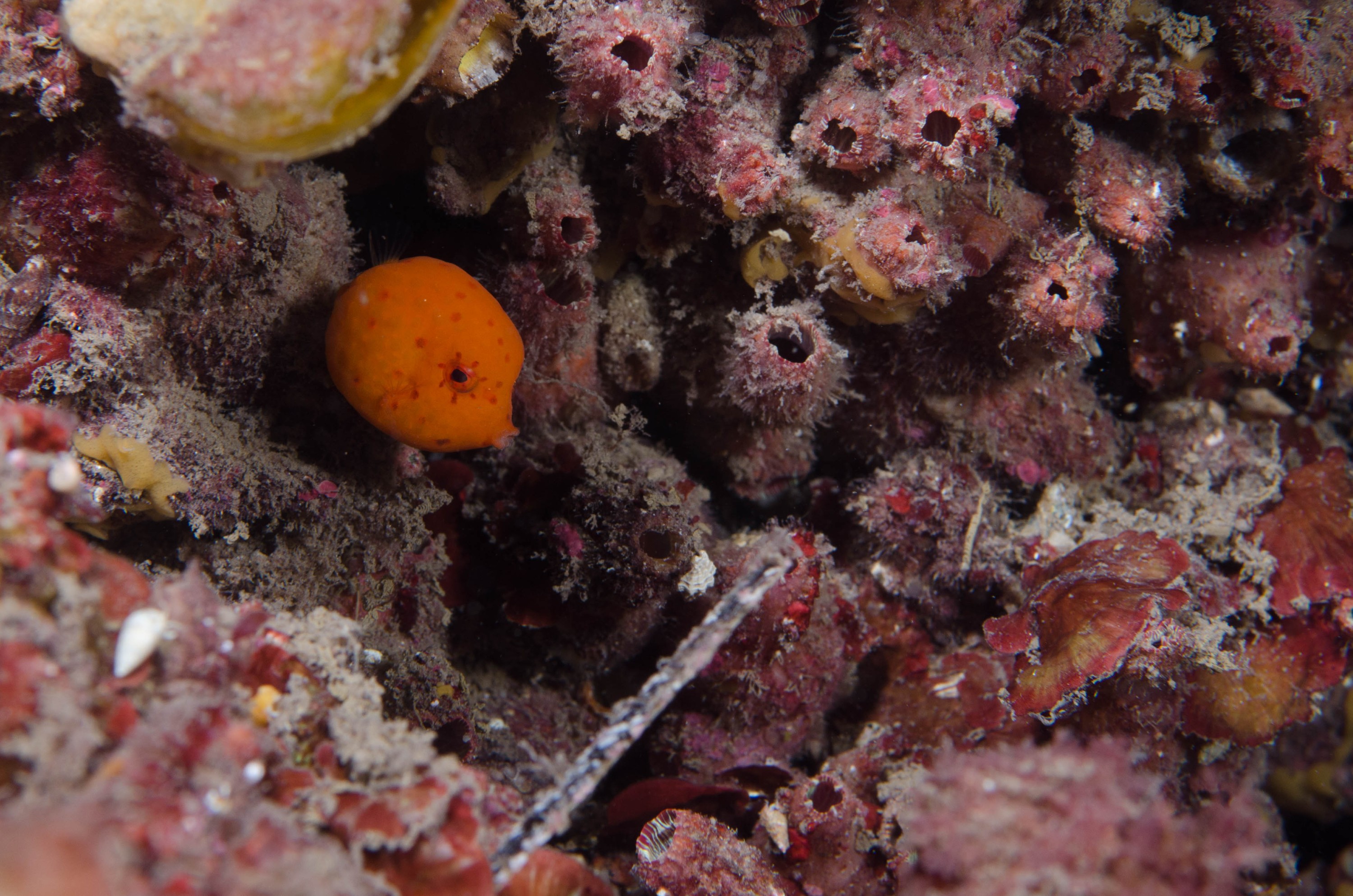 DSC_6255 – 2017, Adelaide, Anoplocapros inermis, Edithburgh, South Australia, cute, eastern, fish, july, juvenile, macro, seacology, smooth Boxfish, temperate, wharf, winter