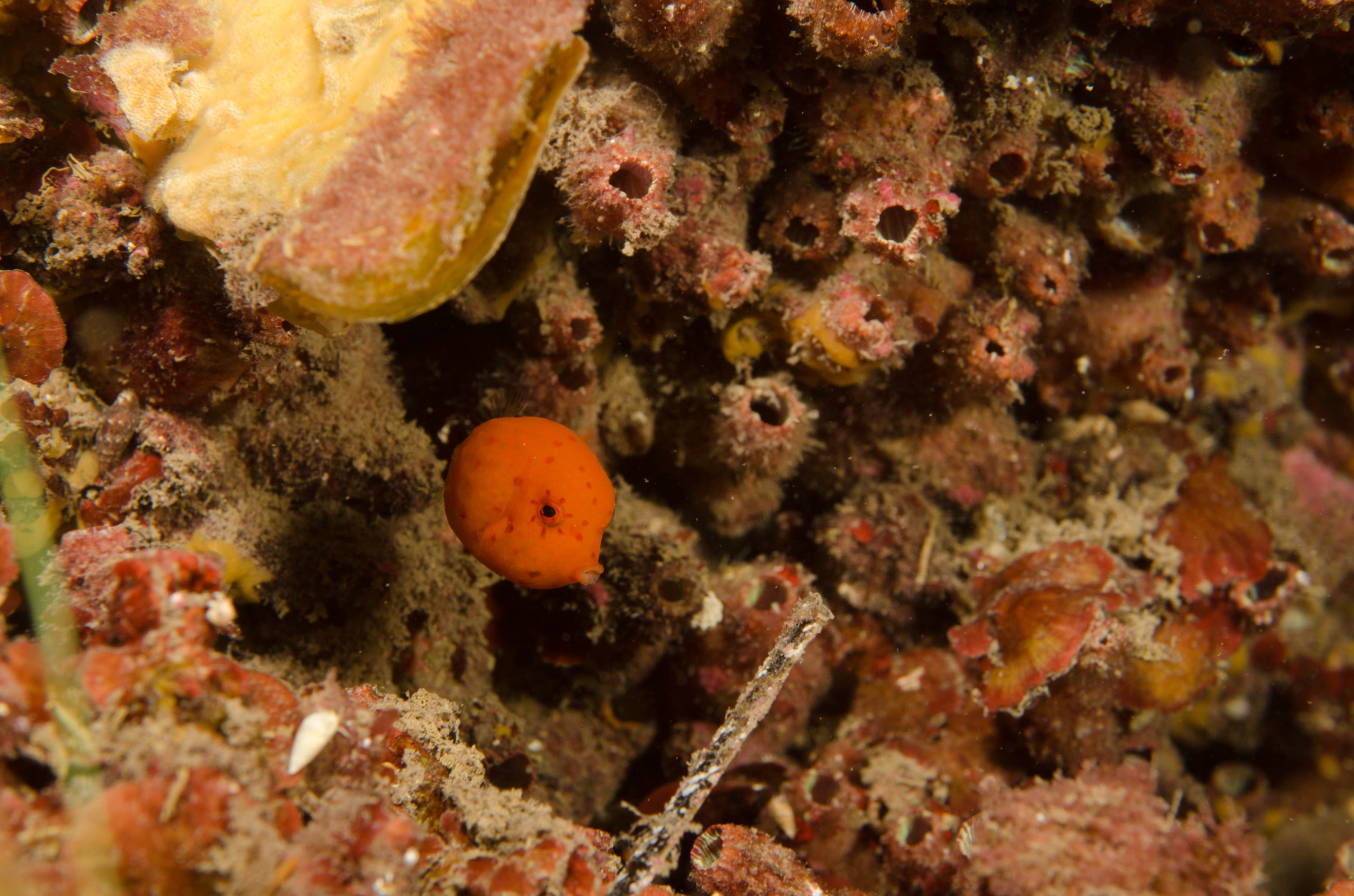 DSC_6256 – 2017, Adelaide, Anoplocapros inermis, Edithburgh, South Australia, cute, eastern, fish, july, juvenile, macro, seacology, smooth Boxfish, temperate, wharf, winter
