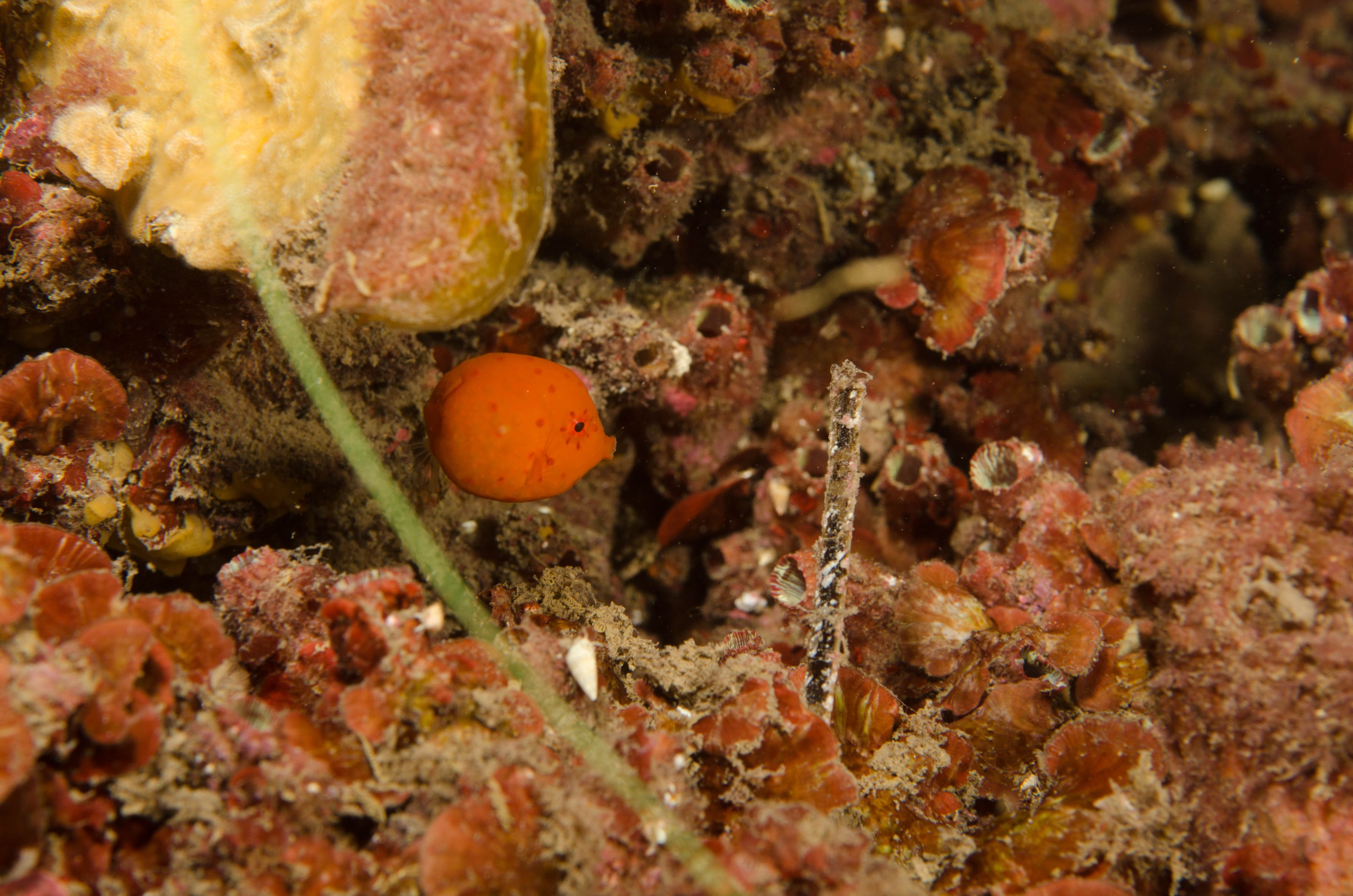 DSC_6259 – 2017, Adelaide, Anoplocapros inermis, Edithburgh, South Australia, cute, eastern, fish, july, juvenile, macro, seacology, smooth Boxfish, temperate, wharf, winter