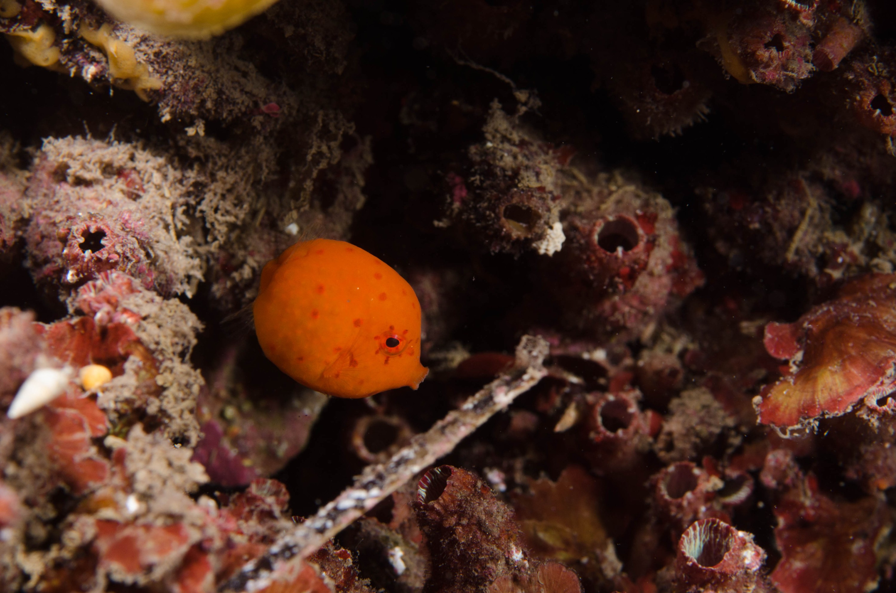 DSC_6260 – 2017, Adelaide, Anoplocapros inermis, Edithburgh, South Australia, cute, eastern, fish, july, juvenile, macro, seacology, smooth Boxfish, temperate, wharf, winter