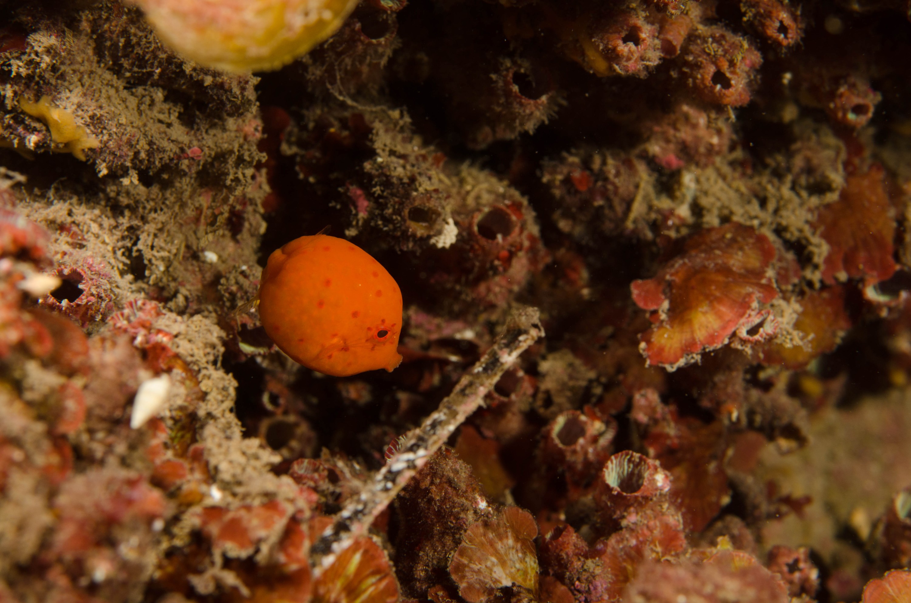 DSC_6262 – 2017, Adelaide, Anoplocapros inermis, Edithburgh, South Australia, cute, eastern, fish, july, juvenile, macro, seacology, smooth Boxfish, temperate, wharf, winter