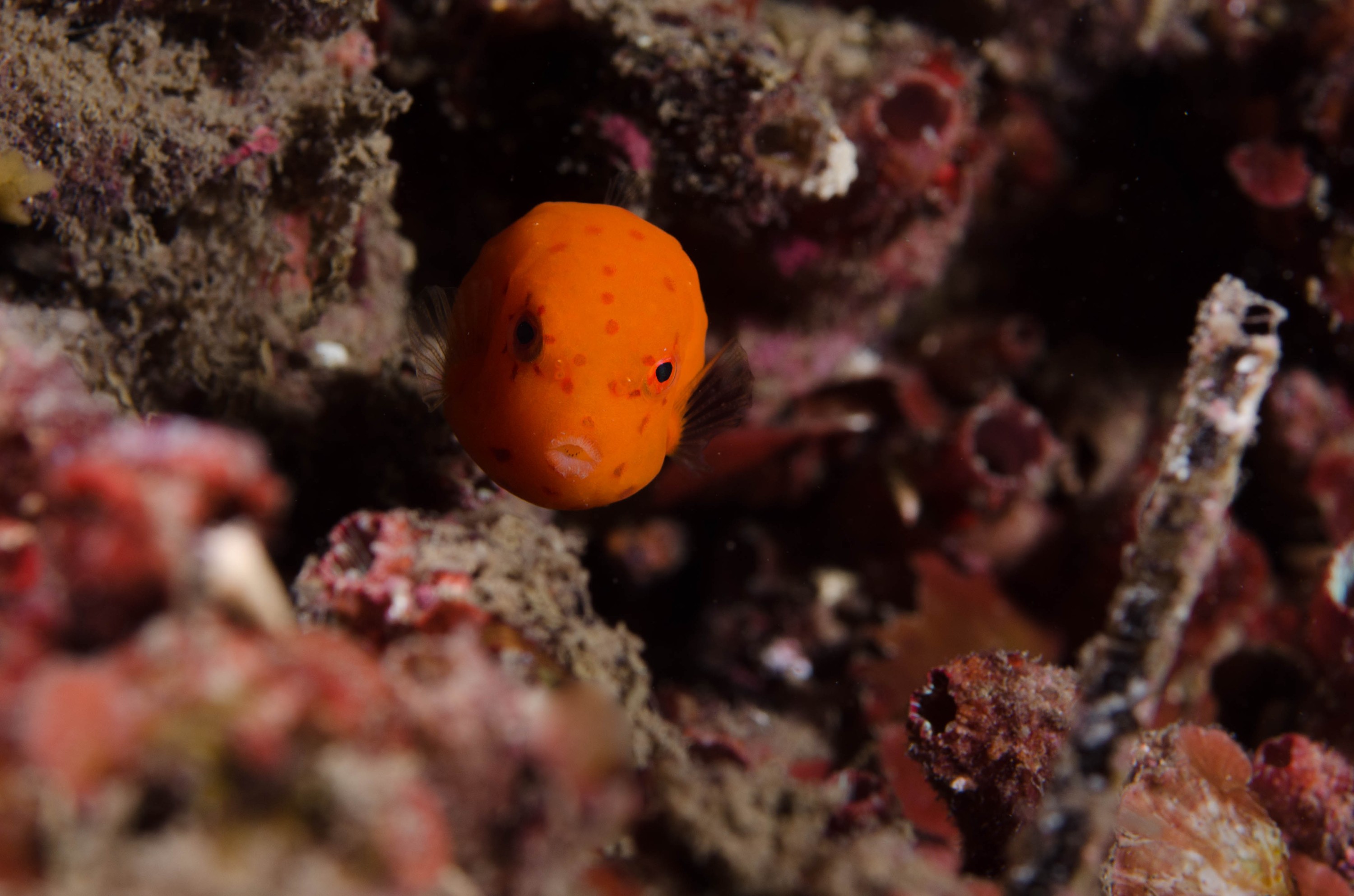 DSC_6272 – 2017, Adelaide, Anoplocapros inermis, Edithburgh, South Australia, cute, eastern, fish, july, juvenile, macro, seacology, smooth Boxfish, temperate, wharf, winter