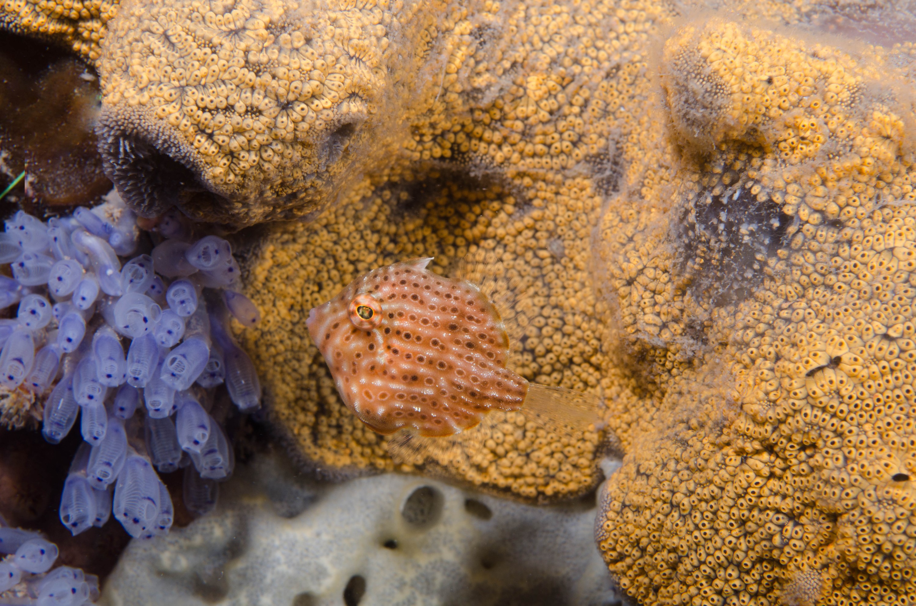 DSC_6274 – 2017, Adelaide, Brachaluteres jacksonianus, Edithburgh, South Australia, cute, fish, july, leatherjacket, macro, pygmy, seacology, temperate, tiny, wharf, winter