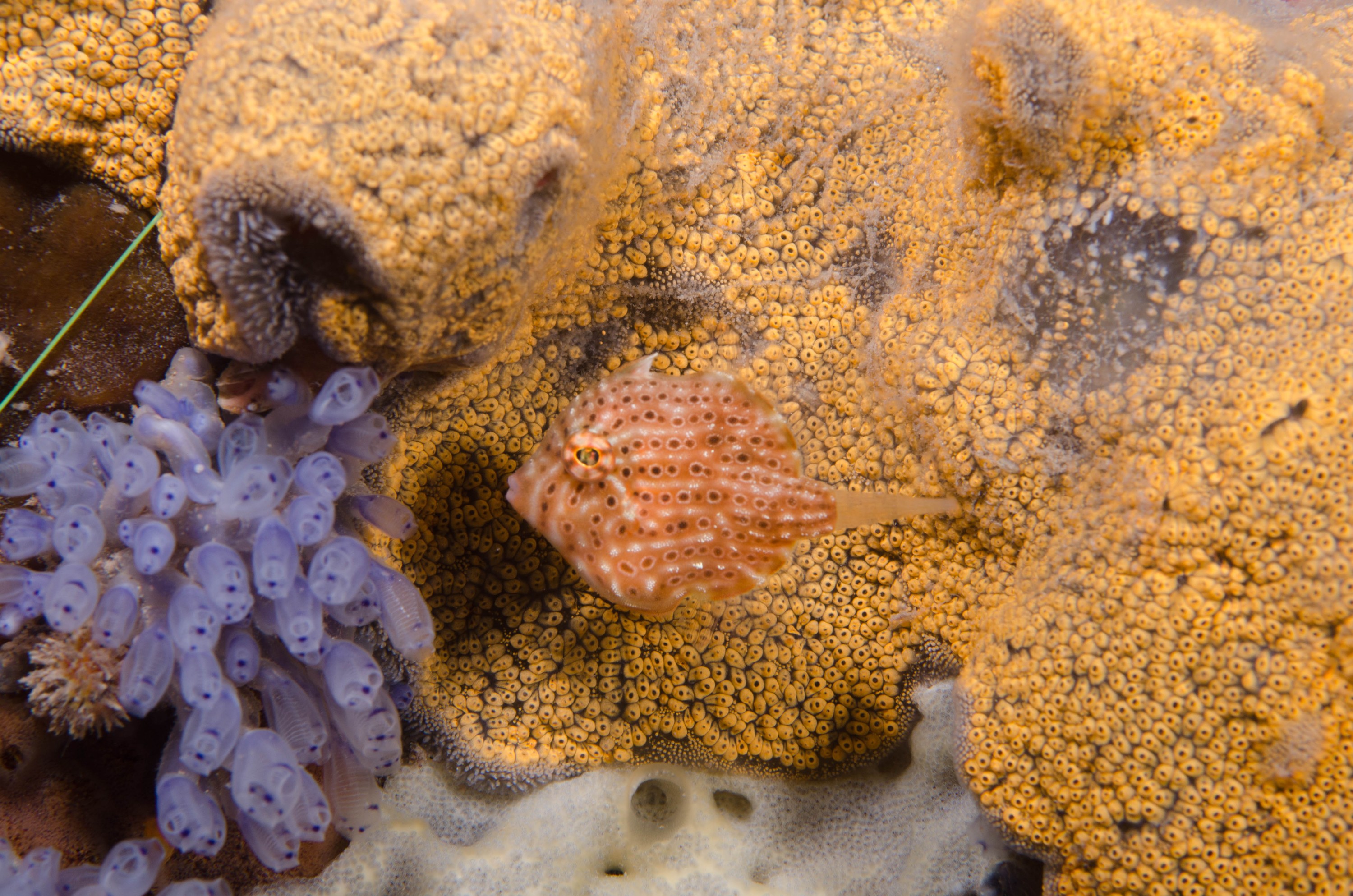 DSC_6275 – 2017, Adelaide, Brachaluteres jacksonianus, Edithburgh, South Australia, cute, fish, july, leatherjacket, macro, pygmy, seacology, temperate, tiny, wharf, winter