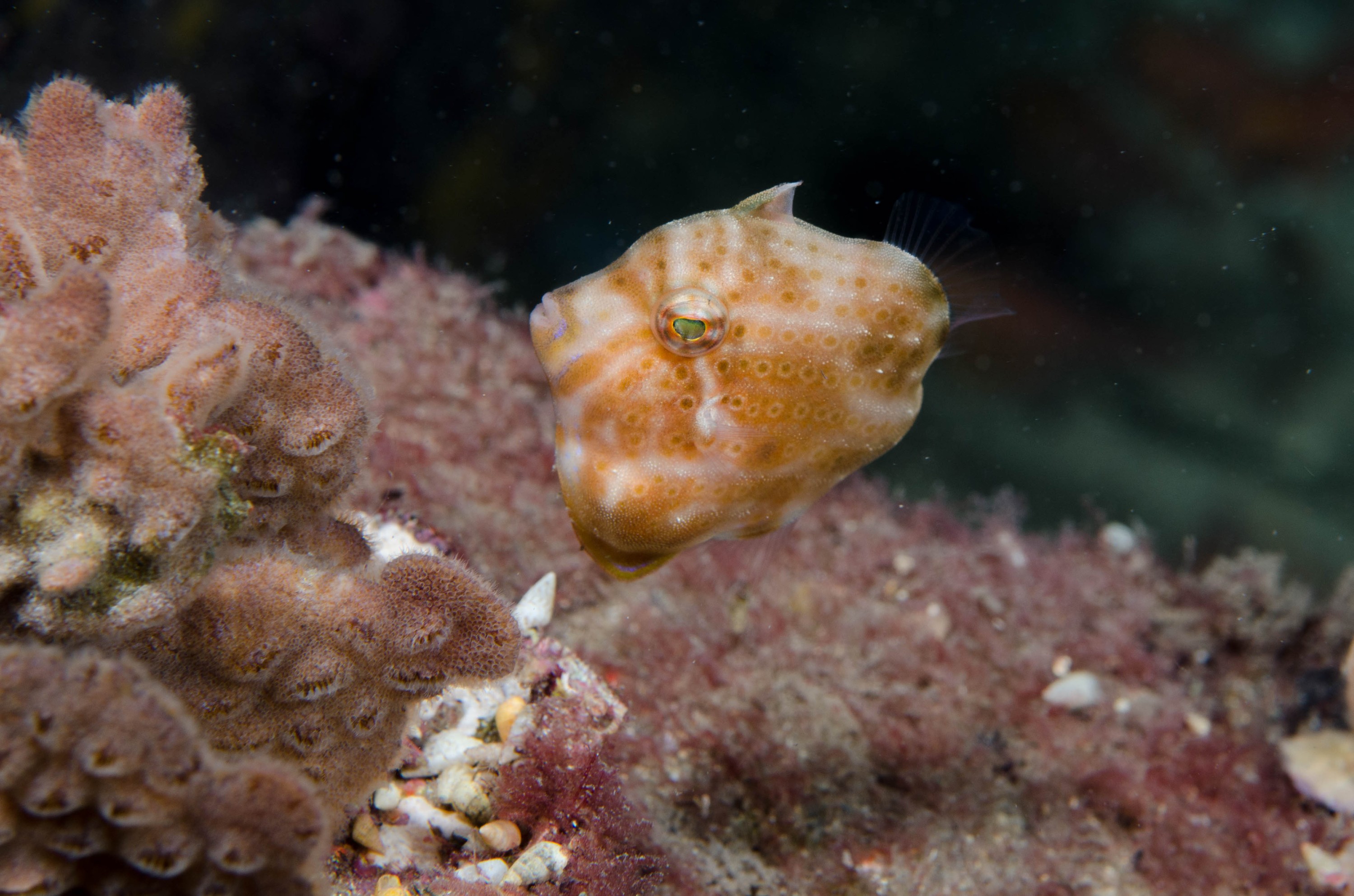 DSC_6279 – 2017, Adelaide, Brachaluteres jacksonianus, Edithburgh, South Australia, cute, fish, july, leatherjacket, macro, pygmy, seacology, temperate, tiny, wharf, winter