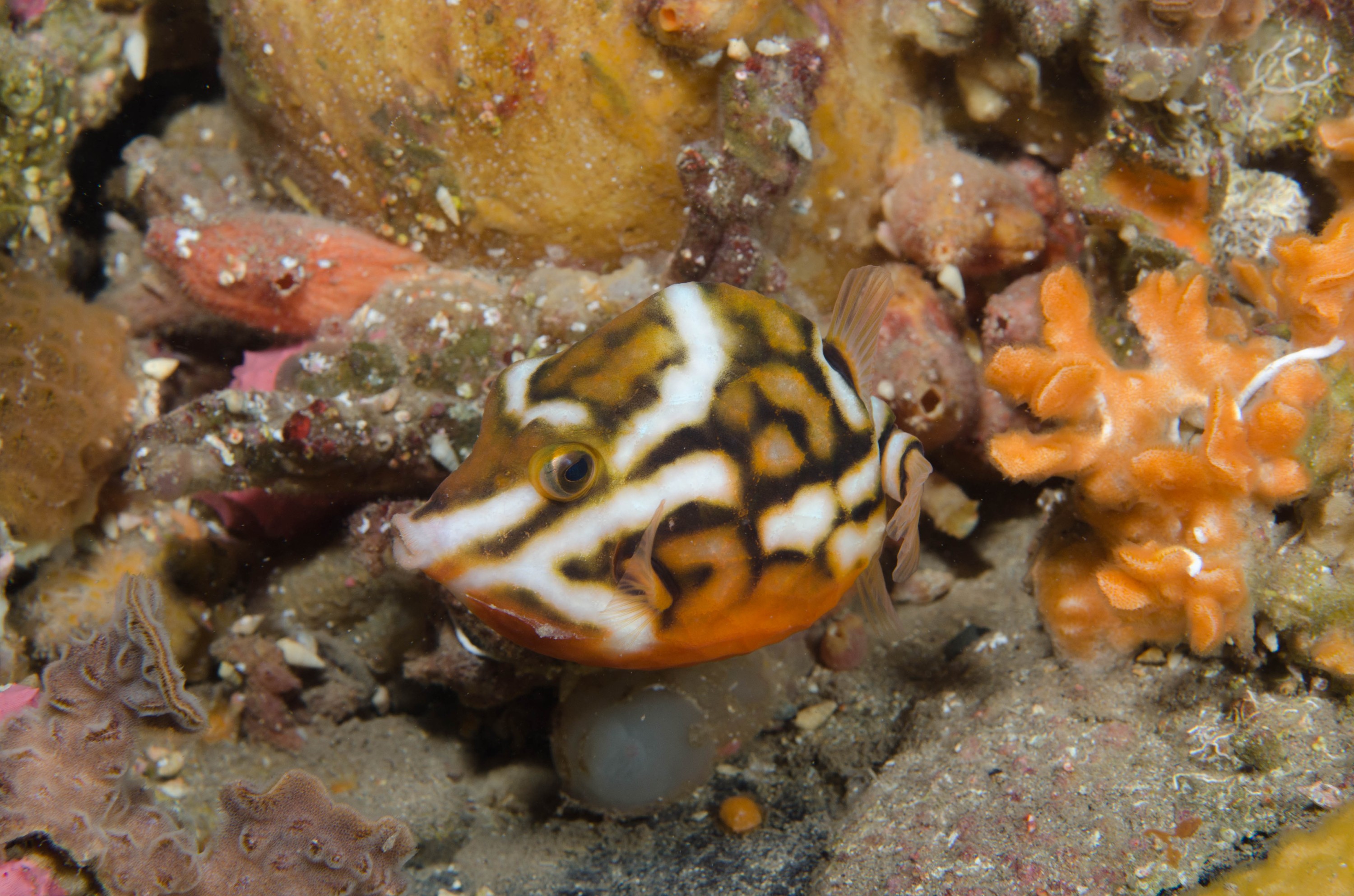 DSC_6302 – 2017, Adelaide, Anoplocapros lenticularis, Edithburgh, South Australia, boxfish, july, macro, seacology, temperate, wharf, whitebarred, winter