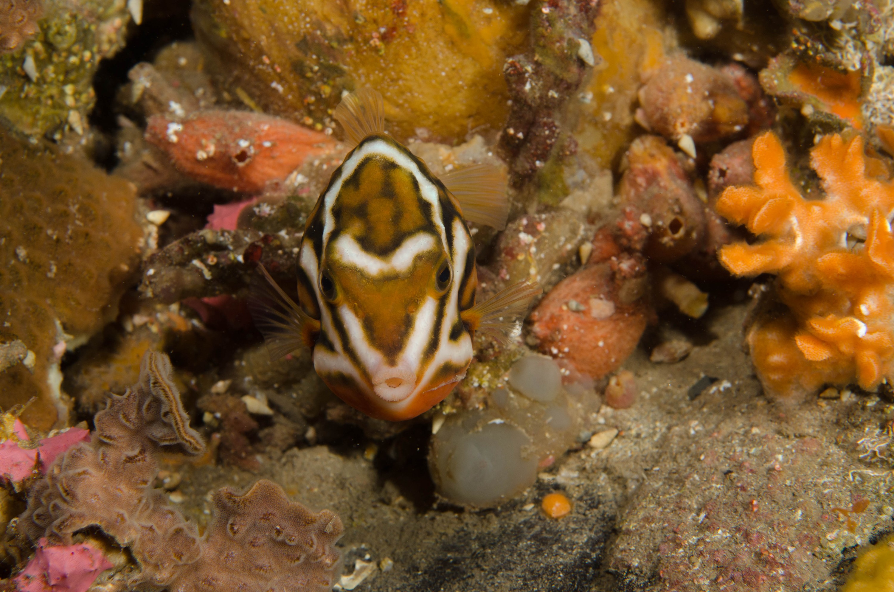 DSC_6303 – 2017, Adelaide, Anoplocapros lenticularis, Edithburgh, South Australia, boxfish, july, macro, seacology, temperate, wharf, whitebarred, winter