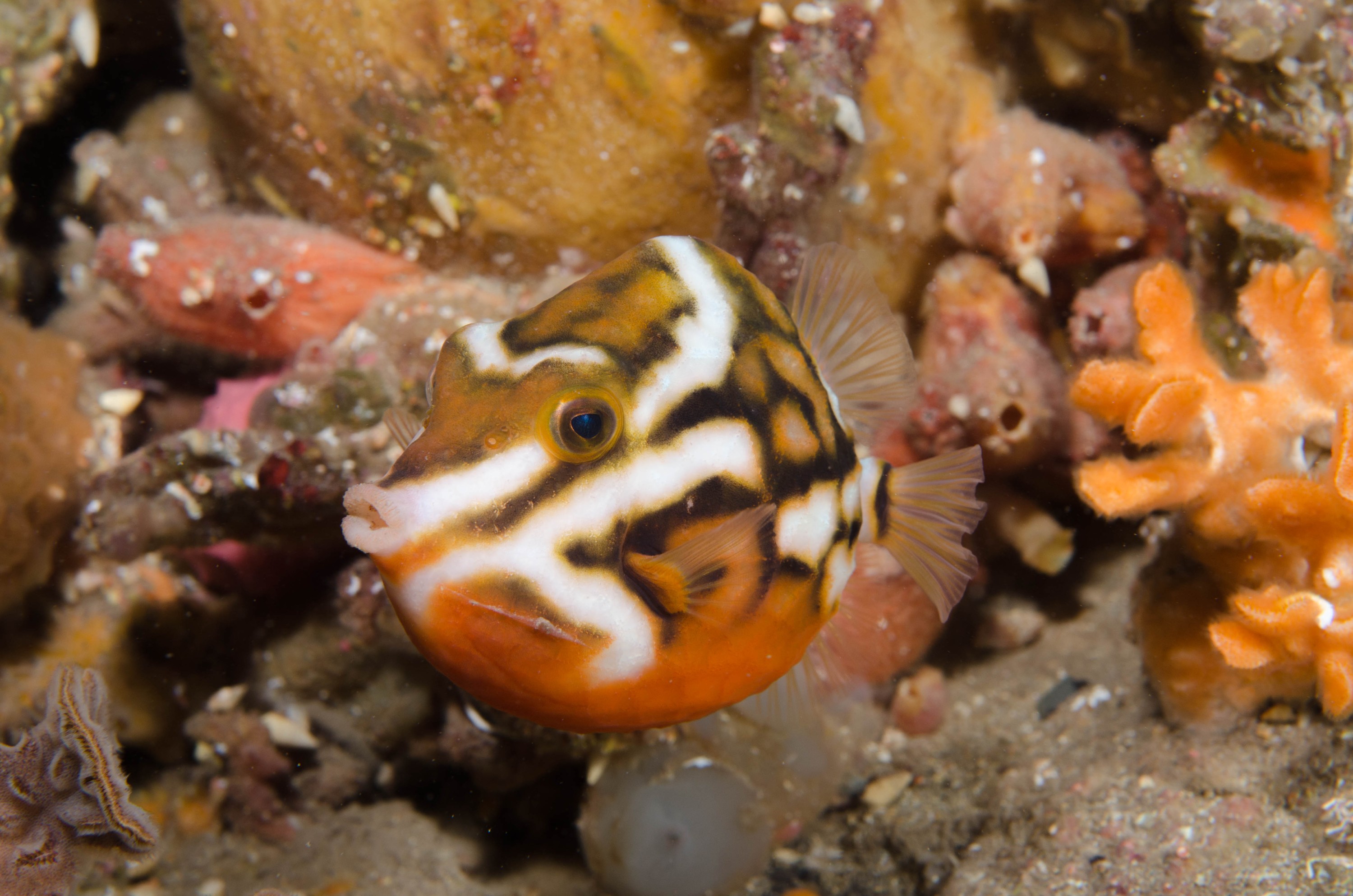 DSC_6304 – 2017, Adelaide, Anoplocapros lenticularis, Edithburgh, South Australia, boxfish, july, macro, seacology, temperate, wharf, whitebarred, winter