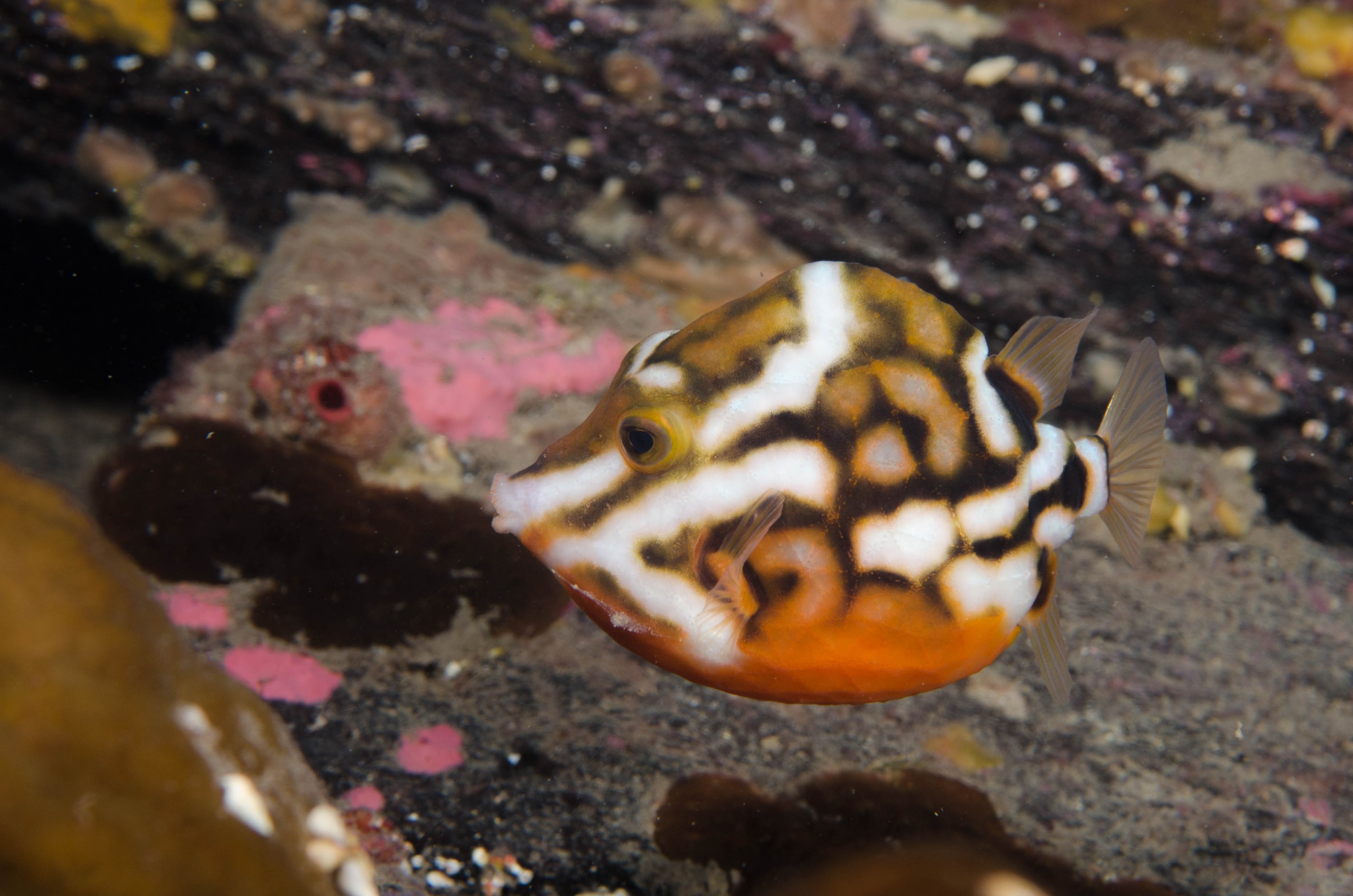 DSC_6307 – 2017, Adelaide, Anoplocapros lenticularis, Edithburgh, South Australia, boxfish, july, macro, seacology, temperate, wharf, whitebarred, winter