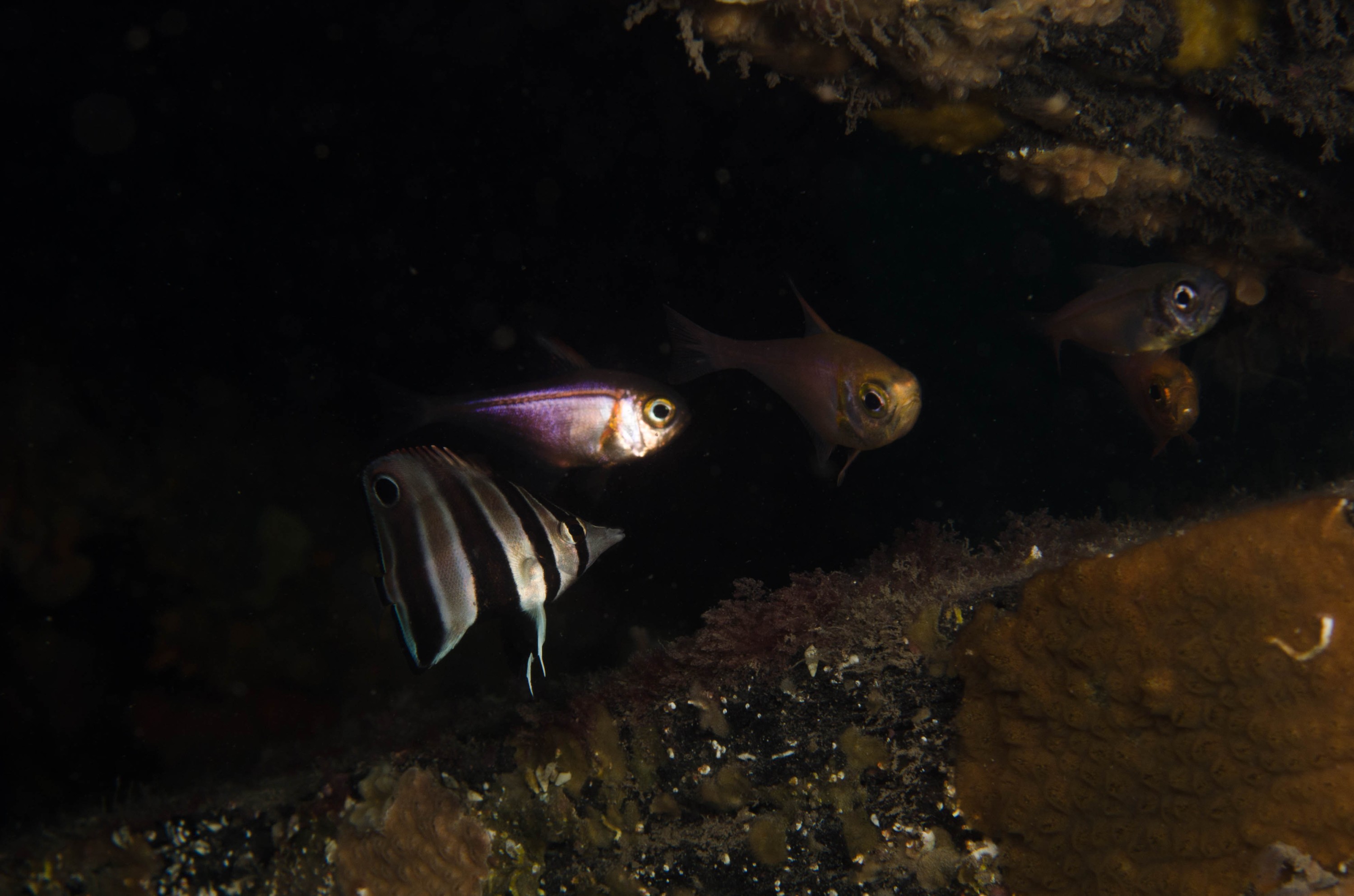 DSC_6313 – 2017, Adelaide, Chelmonops truncatus, Edithburgh, South Australia, butterflyfish, eastern, july, macro, seacology, talma, temperate, wharf, winter