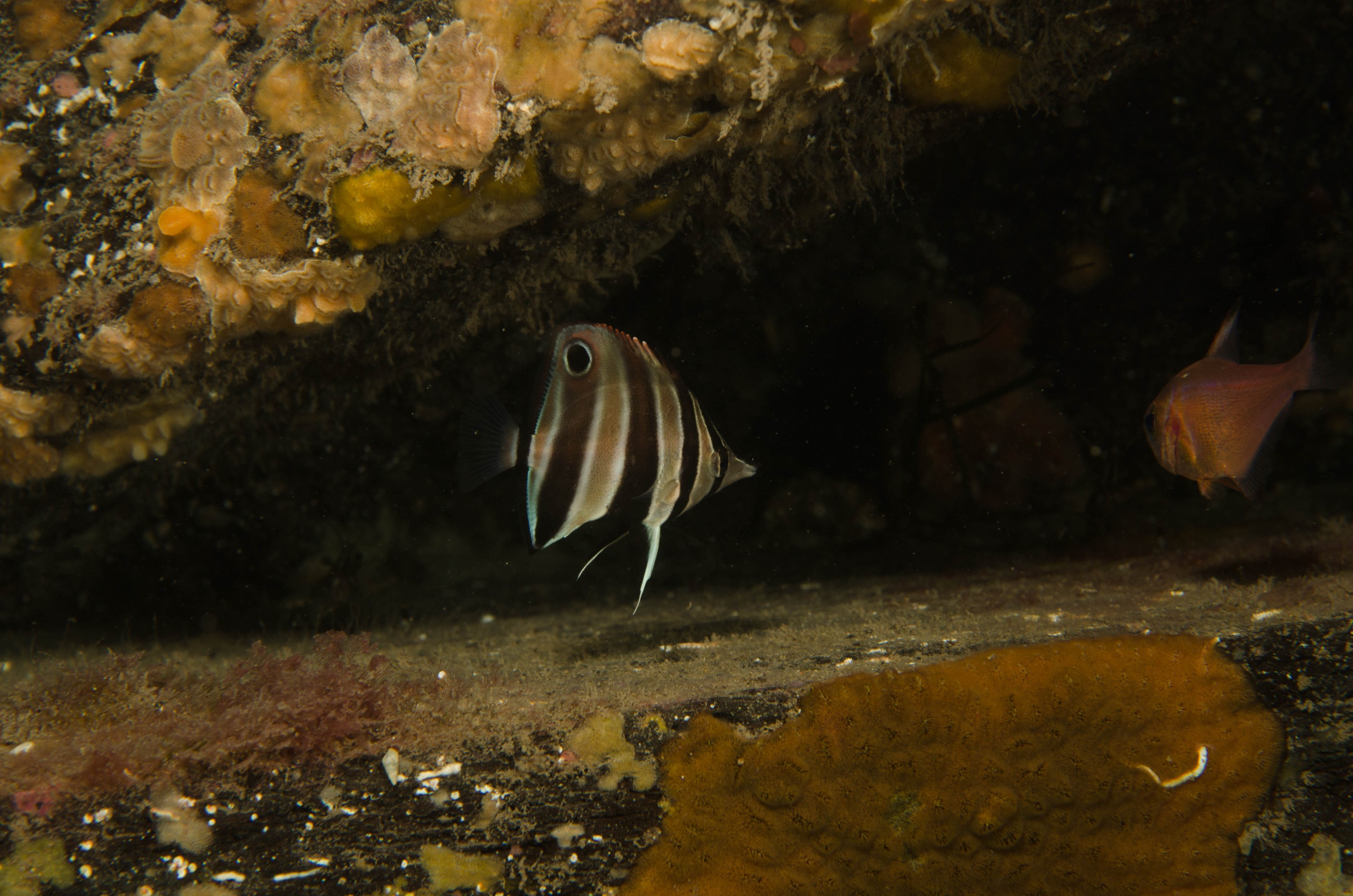 DSC_6315 – 2017, Adelaide, Chelmonops truncatus, Edithburgh, South Australia, butterflyfish, eastern, july, macro, seacology, talma, temperate, wharf, winter