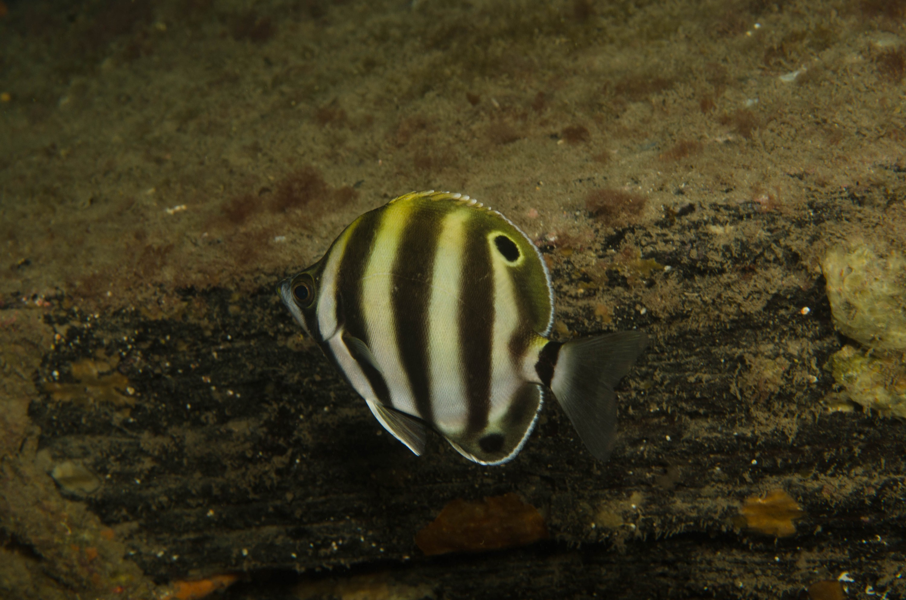 DSC_6316 – 2017, Adelaide, Edithburgh, South Australia, july, macro, seacology, temperate, wharf, winter