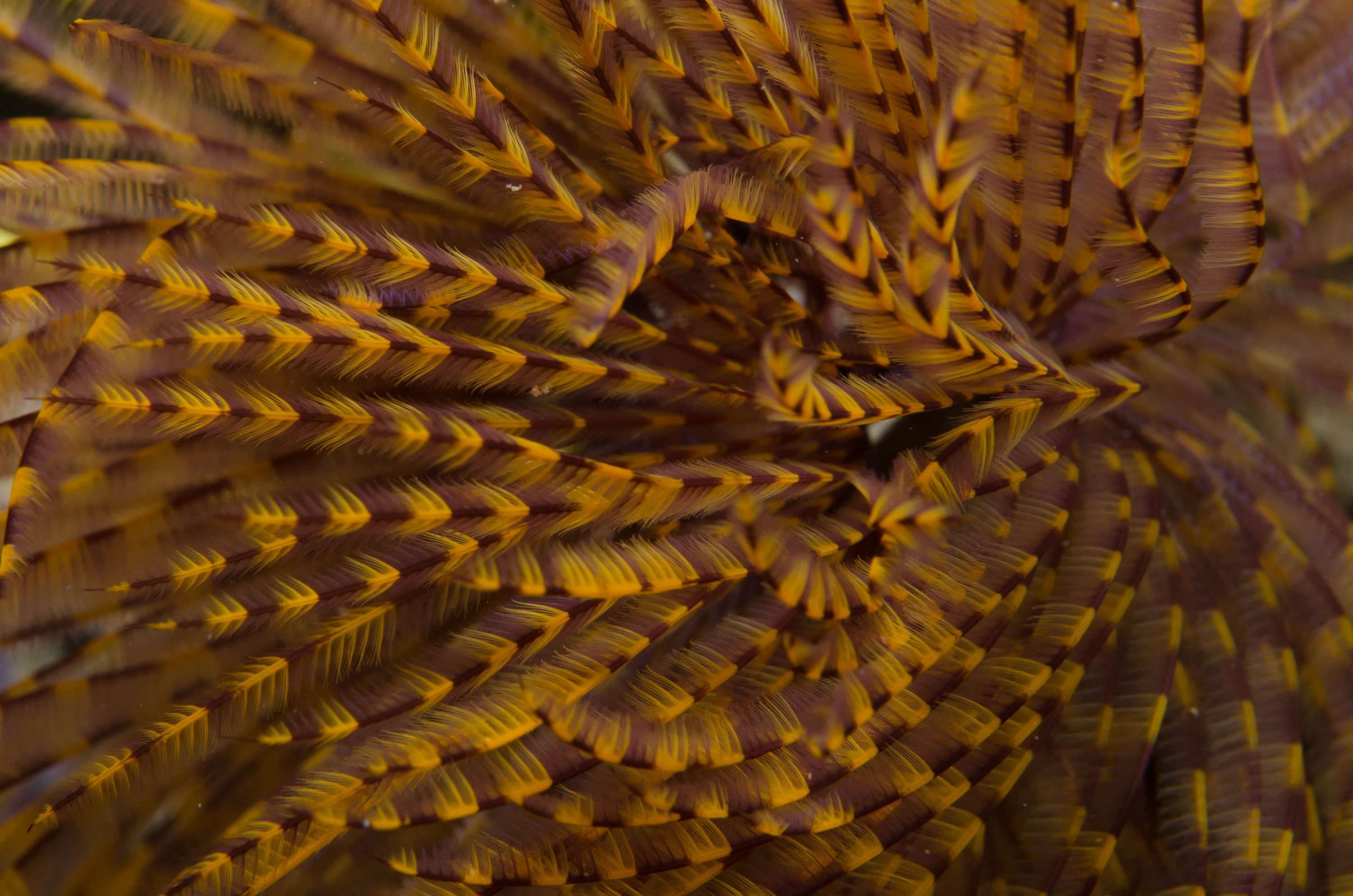 DSC_6320 – 2017, Adelaide, Edithburgh, South Australia, australiensis, fanworm, july, macro, sabellastarte, seacology, temperate, wharf, winter