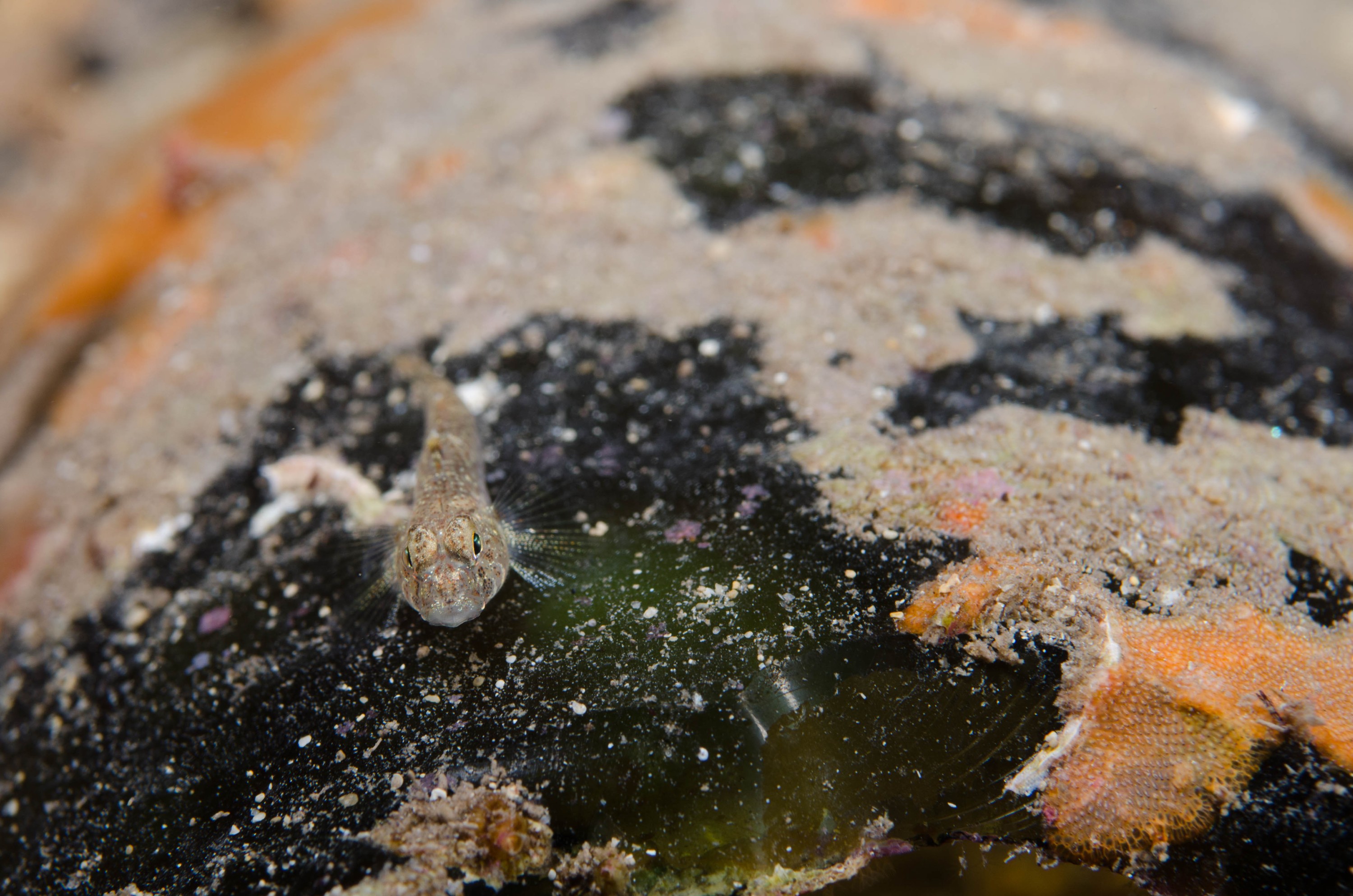 DSC_6321 – 2017, Adelaide, Edithburgh, Favonigobius, South Australia, exquisitus, goby, july, macro, sandgoby, seacology, temperate, wharf, winter