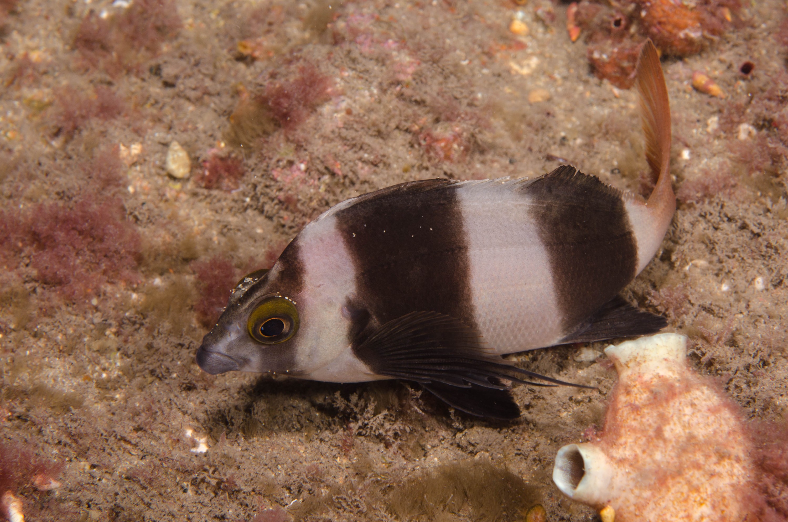 DSC_6323 – 2017, Adelaide, Cheilodactylus, Edithburgh, South Australia, july, macro, magpie, nigripes, perch, seacology, temperate, wharf, winter