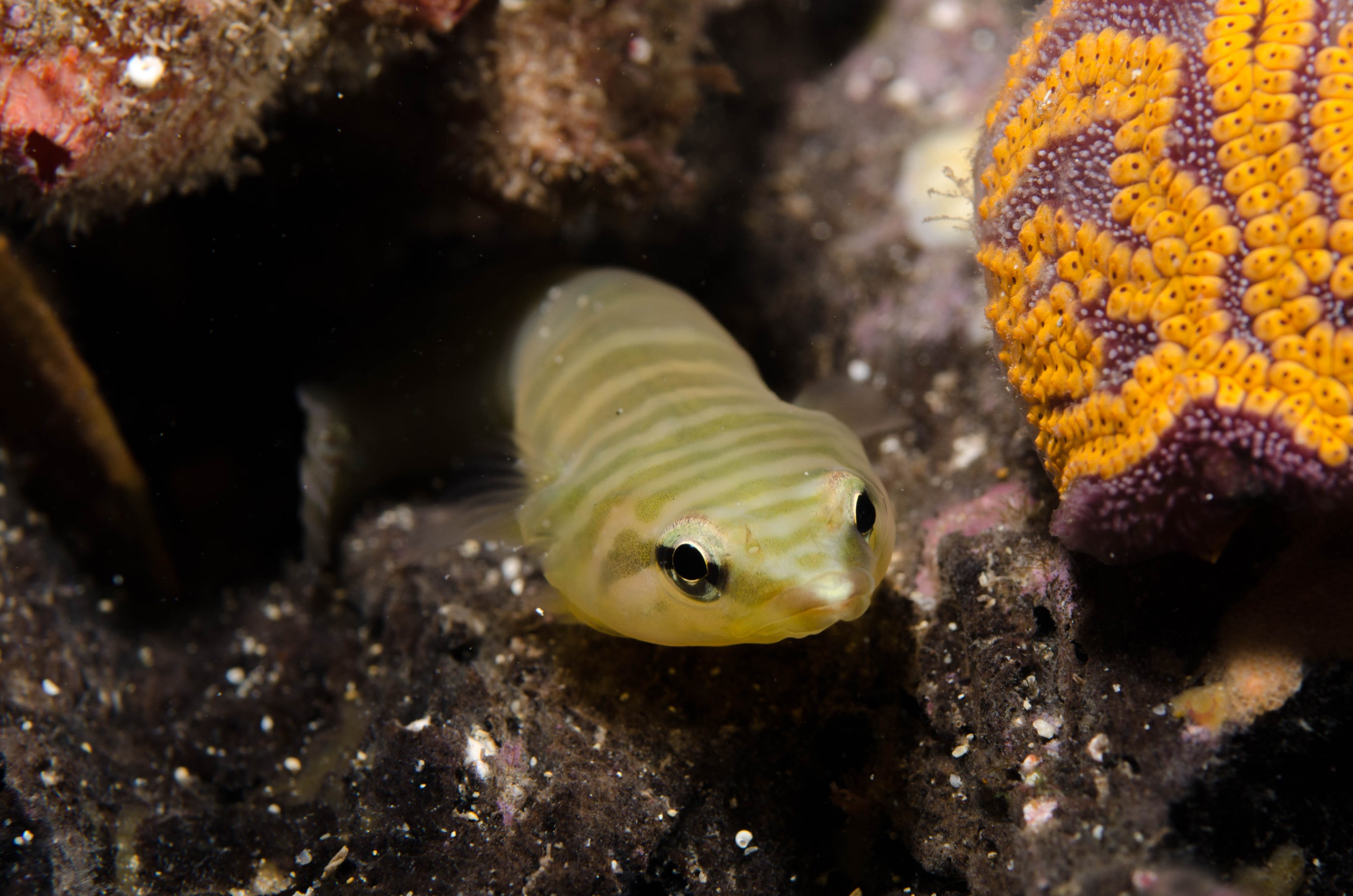 DSC_6333 – 2017, Adelaide, Aspasmogaster tasmaniensis, Edithburgh, South Australia, aspasmogaster, clingfish, cute, july, macro, seacology, tasmanian, temperate, wharf, winter