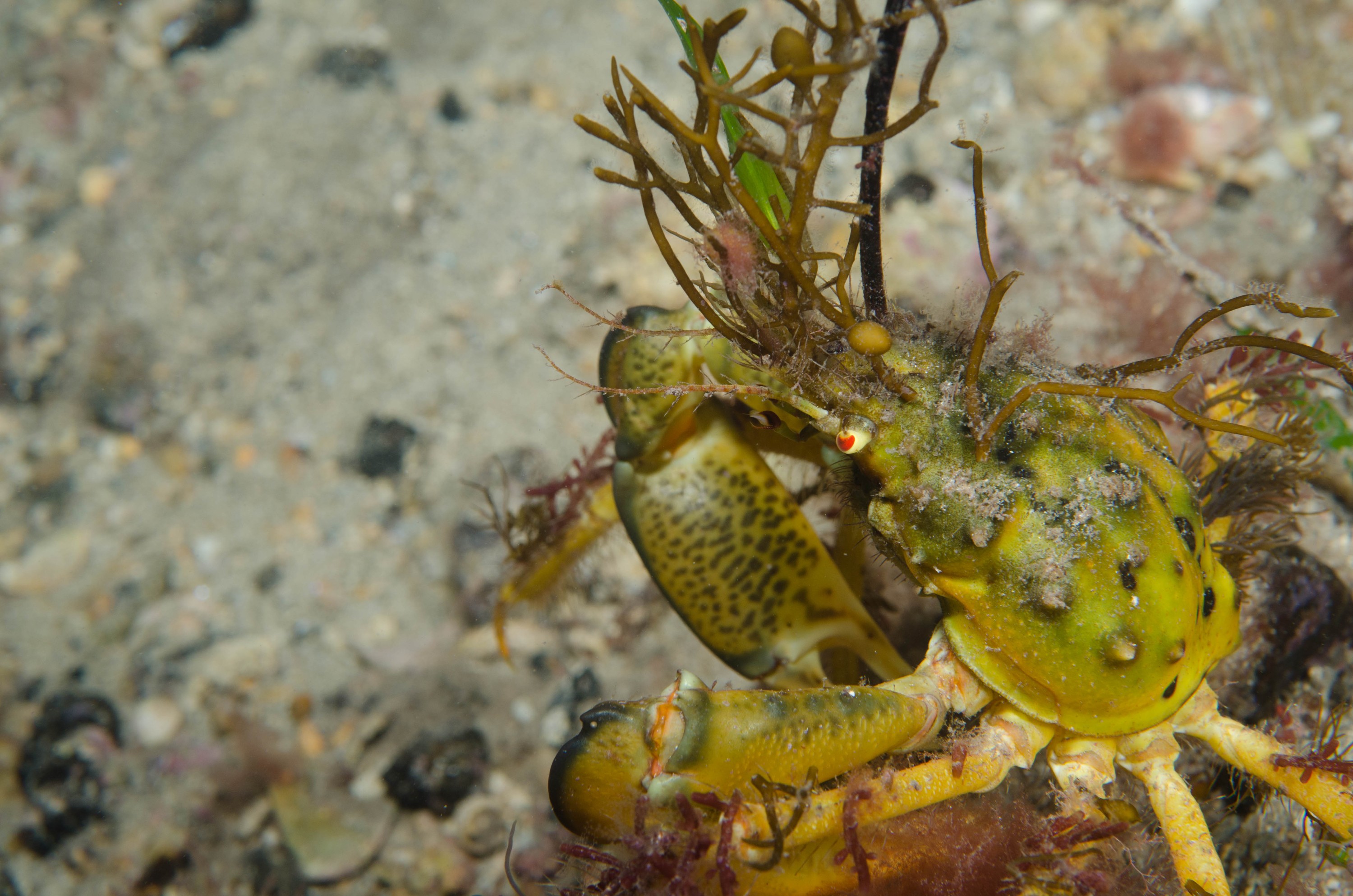 DSC_6336 – 2017, Adelaide, Edithburgh, South Australia, july, macro, notomithrax, seacology, temperate, wharf, winter