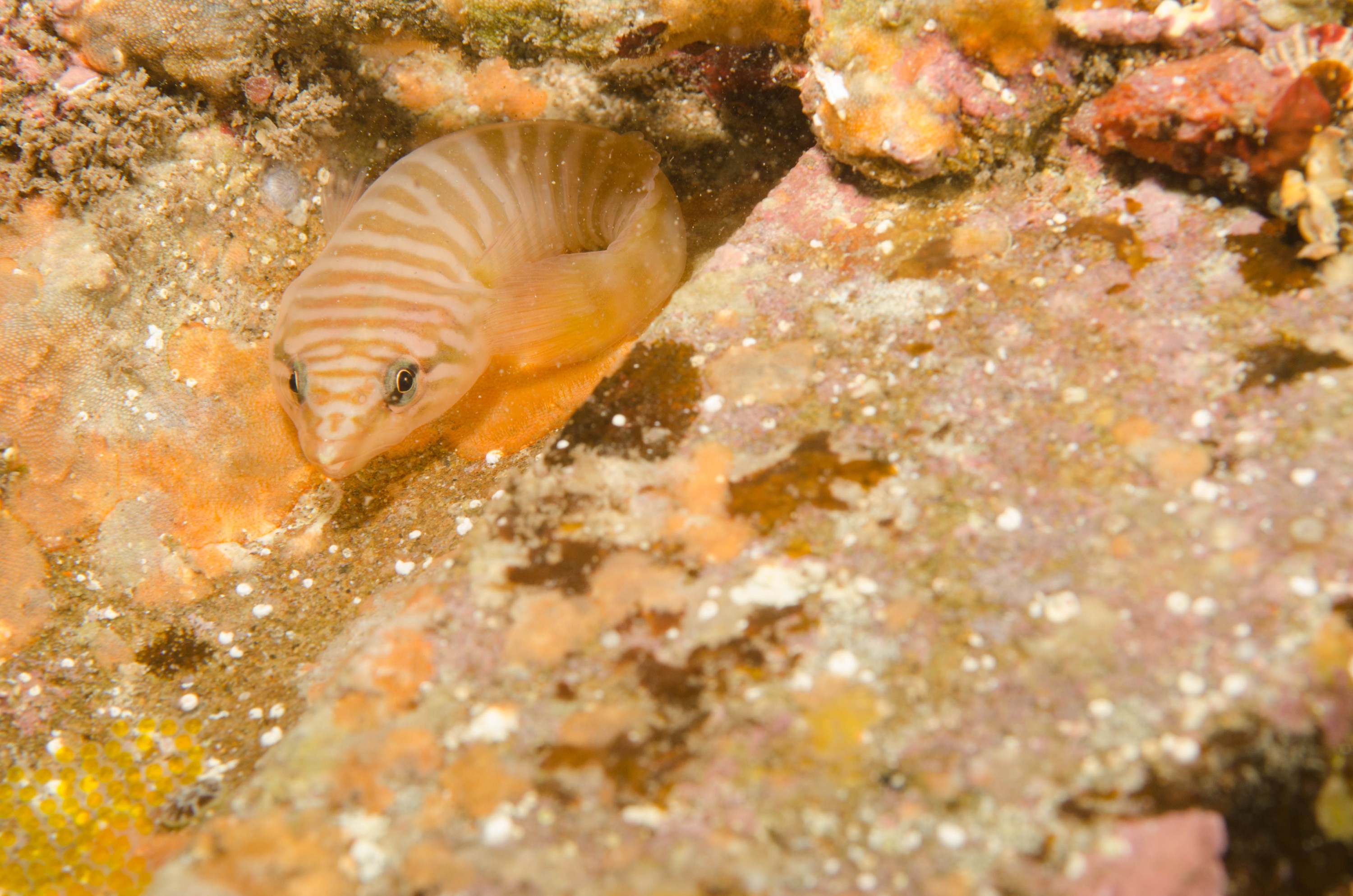 DSC_6341 – 2017, Adelaide, Aspasmogaster tasmaniensis, Edithburgh, South Australia, aspasmogaster, clingfish, cute, july, macro, seacology, tasmanian, temperate, wharf, winter