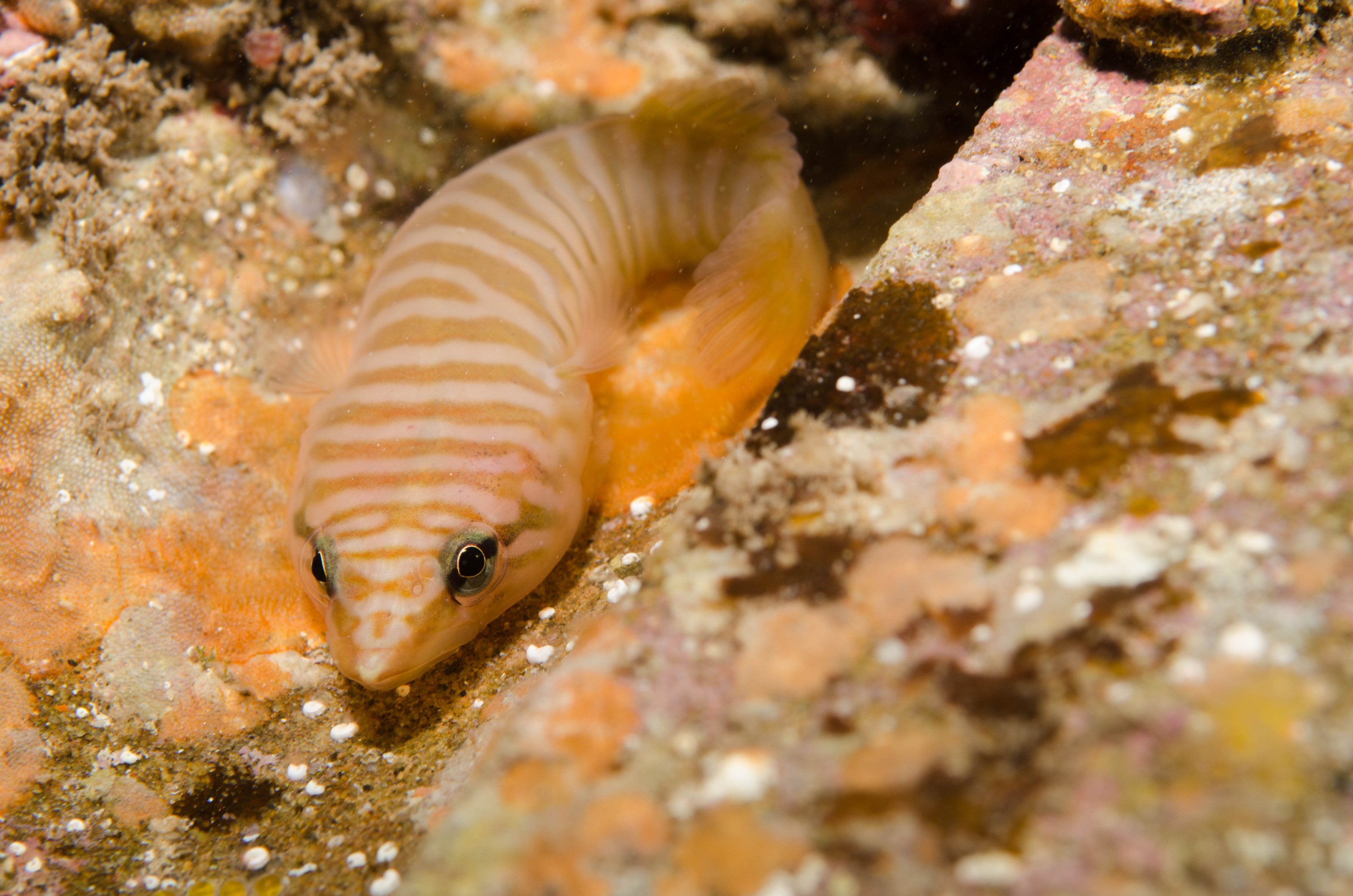 DSC_6342 – 2017, Adelaide, Aspasmogaster tasmaniensis, Edithburgh, South Australia, aspasmogaster, clingfish, cute, july, macro, seacology, tasmanian, temperate, wharf, winter