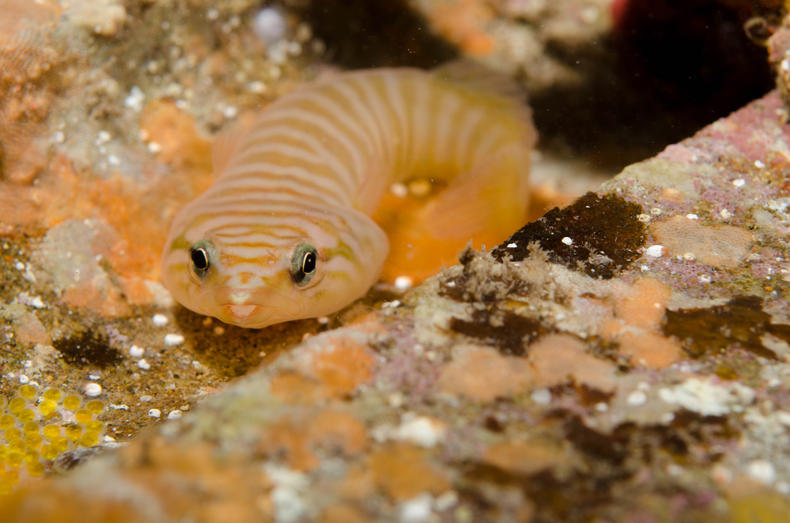 DSC_6344 – 2017, Adelaide, Aspasmogaster tasmaniensis, Edithburgh, South Australia, aspasmogaster, clingfish, cute, july, macro, seacology, tasmanian, temperate, wharf, winter