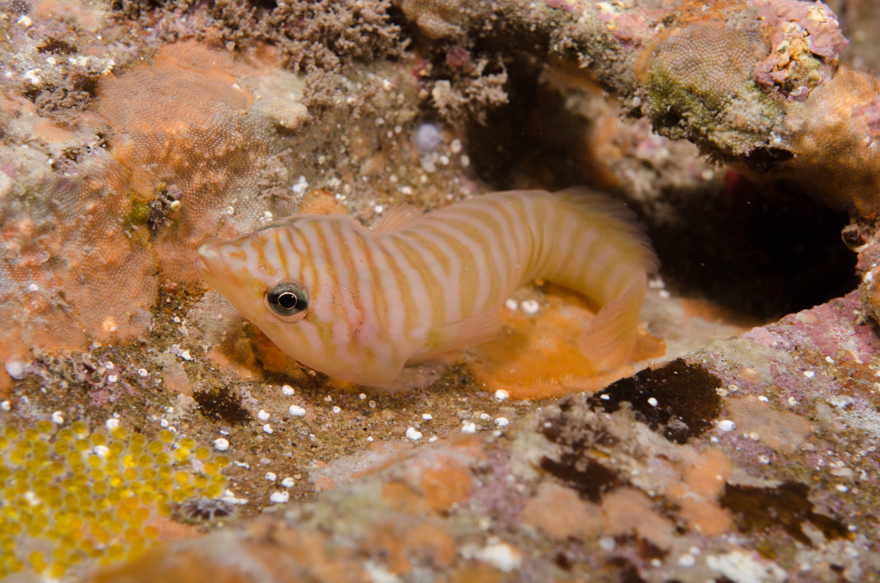 DSC_6345 – 2017, Adelaide, Aspasmogaster tasmaniensis, Edithburgh, South Australia, aspasmogaster, clingfish, cute, july, macro, seacology, tasmanian, temperate, wharf, winter