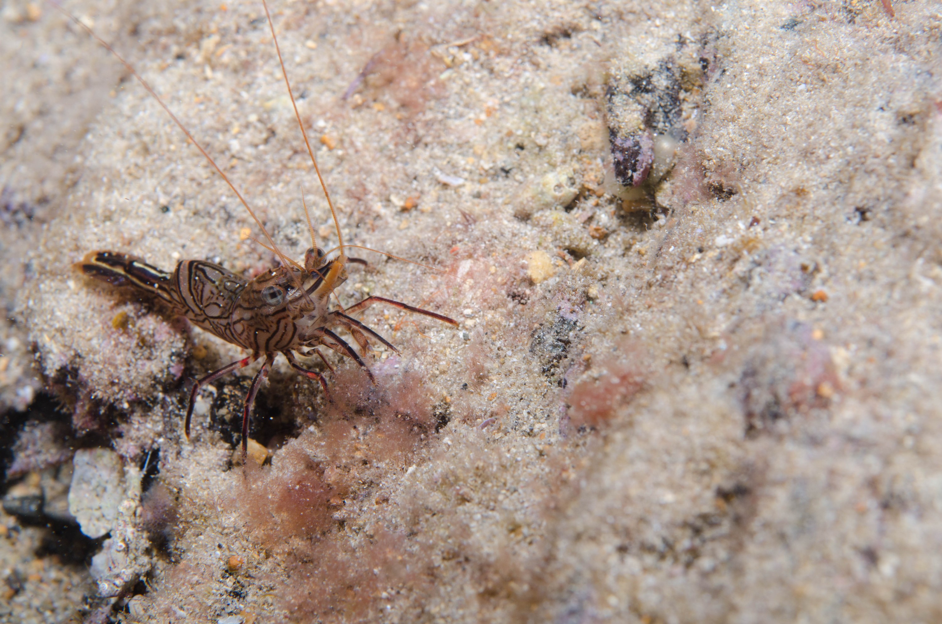DSC_6348 – 2017, Adelaide, Edithburgh, Hinge-back, Rhynchocinetes serratus, South Australia, july, macro, seacology, shrimp, temperate, wharf, winter