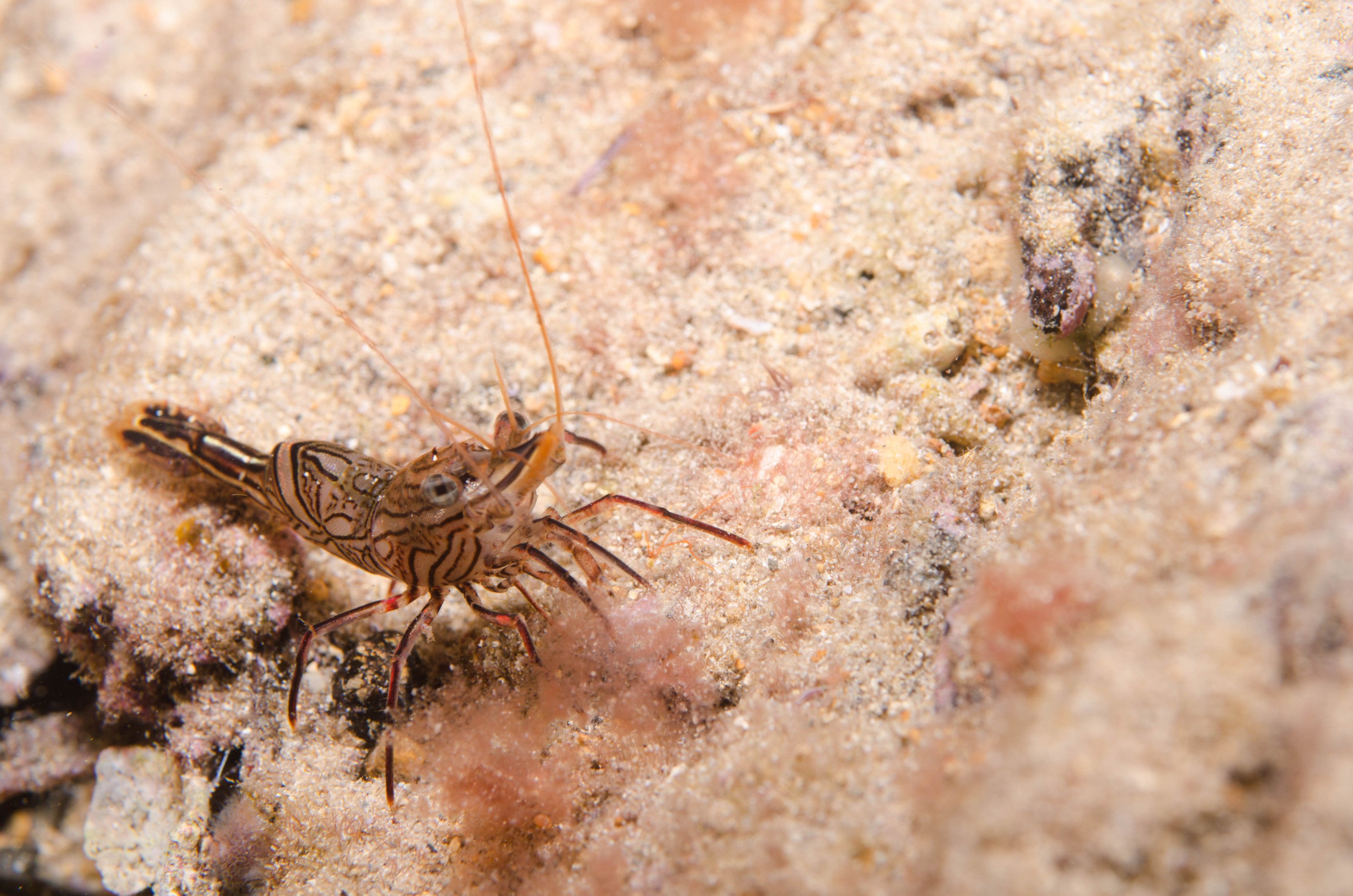 DSC_6349 – 2017, Adelaide, Edithburgh, Hinge-back, Rhynchocinetes serratus, South Australia, july, macro, seacology, shrimp, temperate, wharf, winter