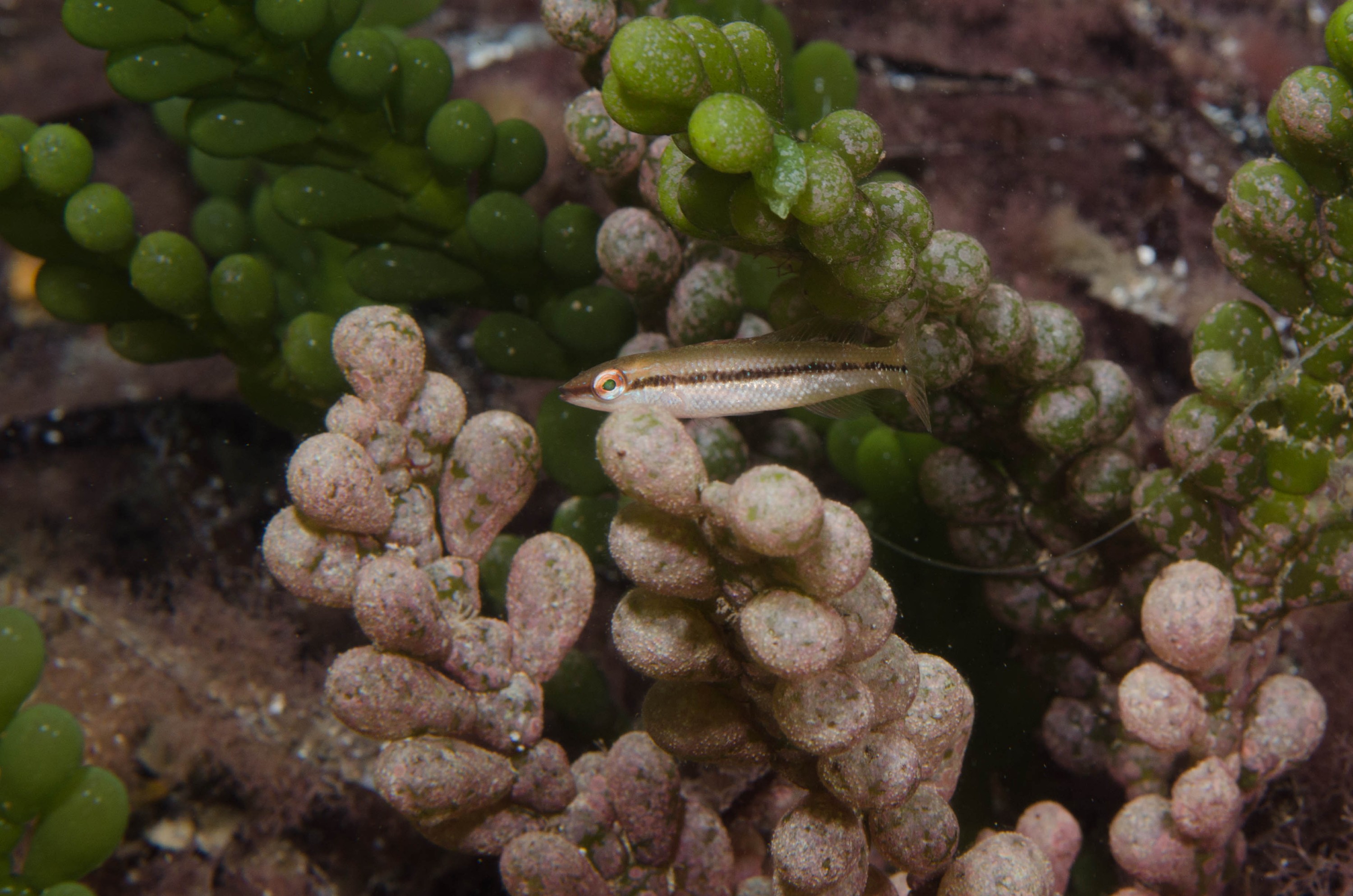 DSC_6351 – 2017, Adelaide, Edithburgh, South Australia, fish, july, juvenile, macro, seacology, temperate, wharf, winter, wrasse