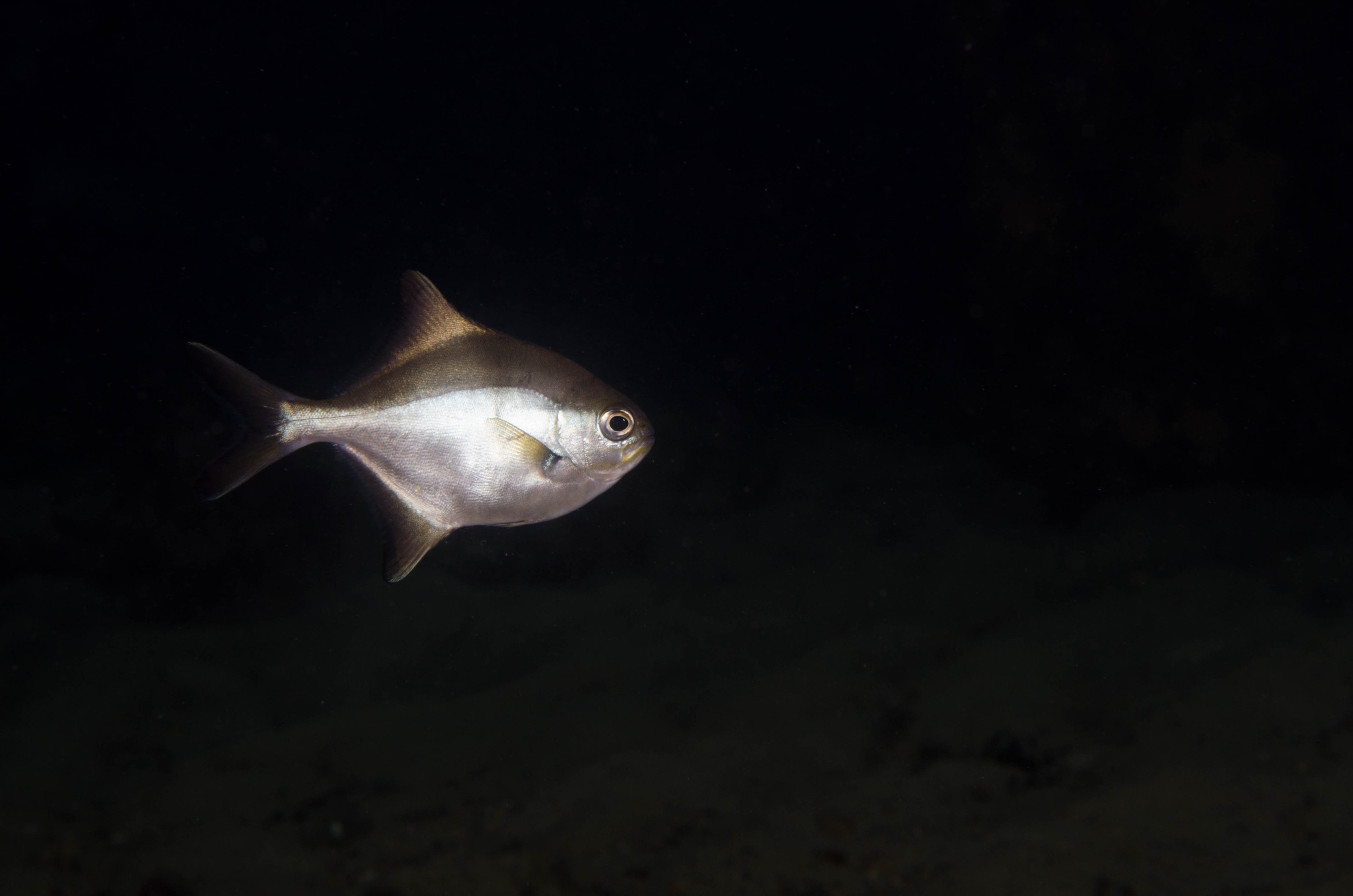 DSC_6356 – 2017, Adelaide, Edithburgh, Scorpis aequipinnis, South Australia, fish, july, macro, sea sweep, seacology, sweep, temperate, wharf, winter