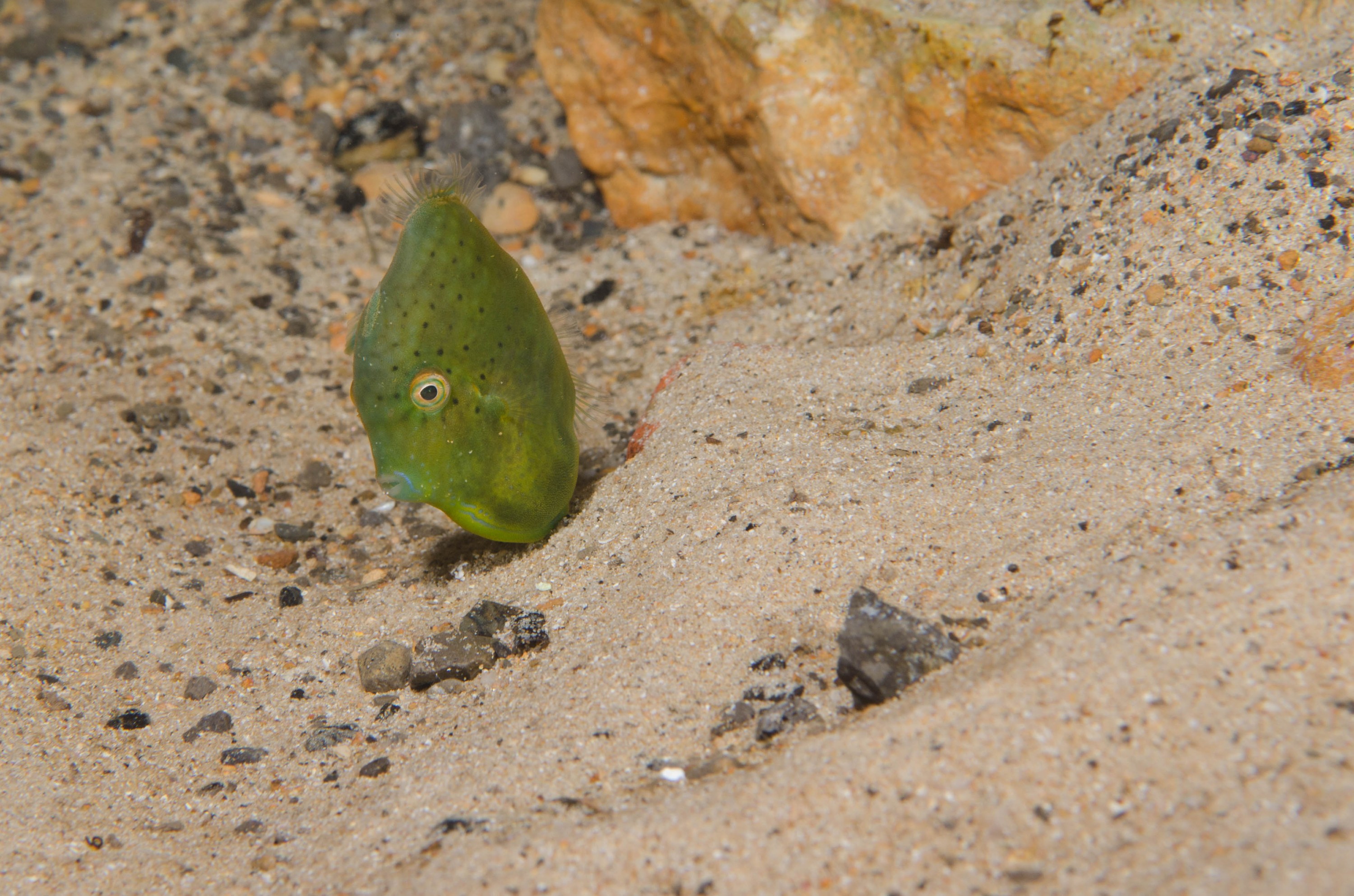 DSC_6364 – 2017, Adelaide, Brachaluteres jacksonianus, Edithburgh, South Australia, cute, fish, july, leatherjacket, macro, pygmy, seacology, temperate, tiny, wharf, winter