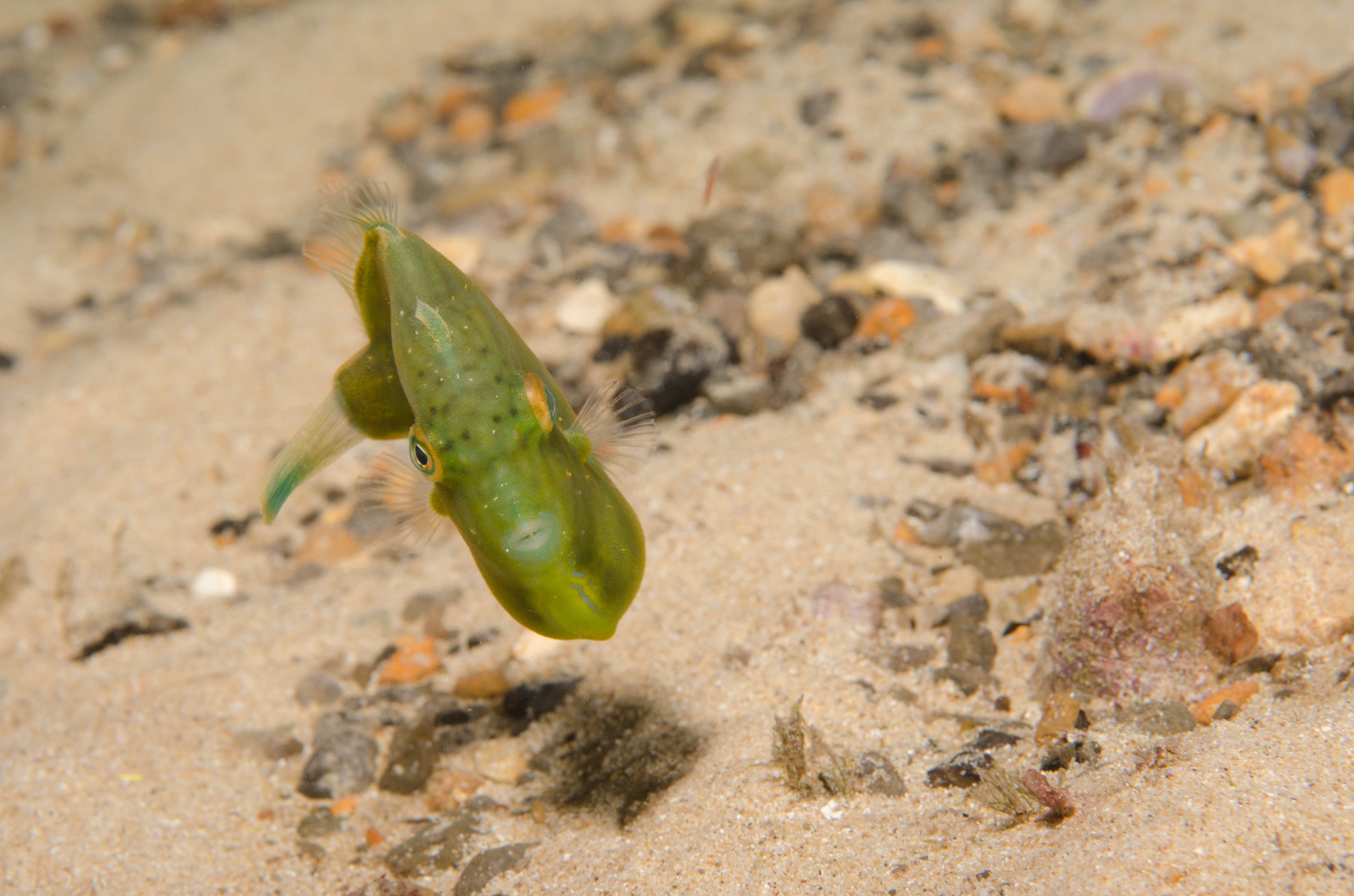 DSC_6367 – 2017, Adelaide, Brachaluteres jacksonianus, Edithburgh, South Australia, cute, fish, july, leatherjacket, macro, pygmy, seacology, temperate, tiny, wharf, winter