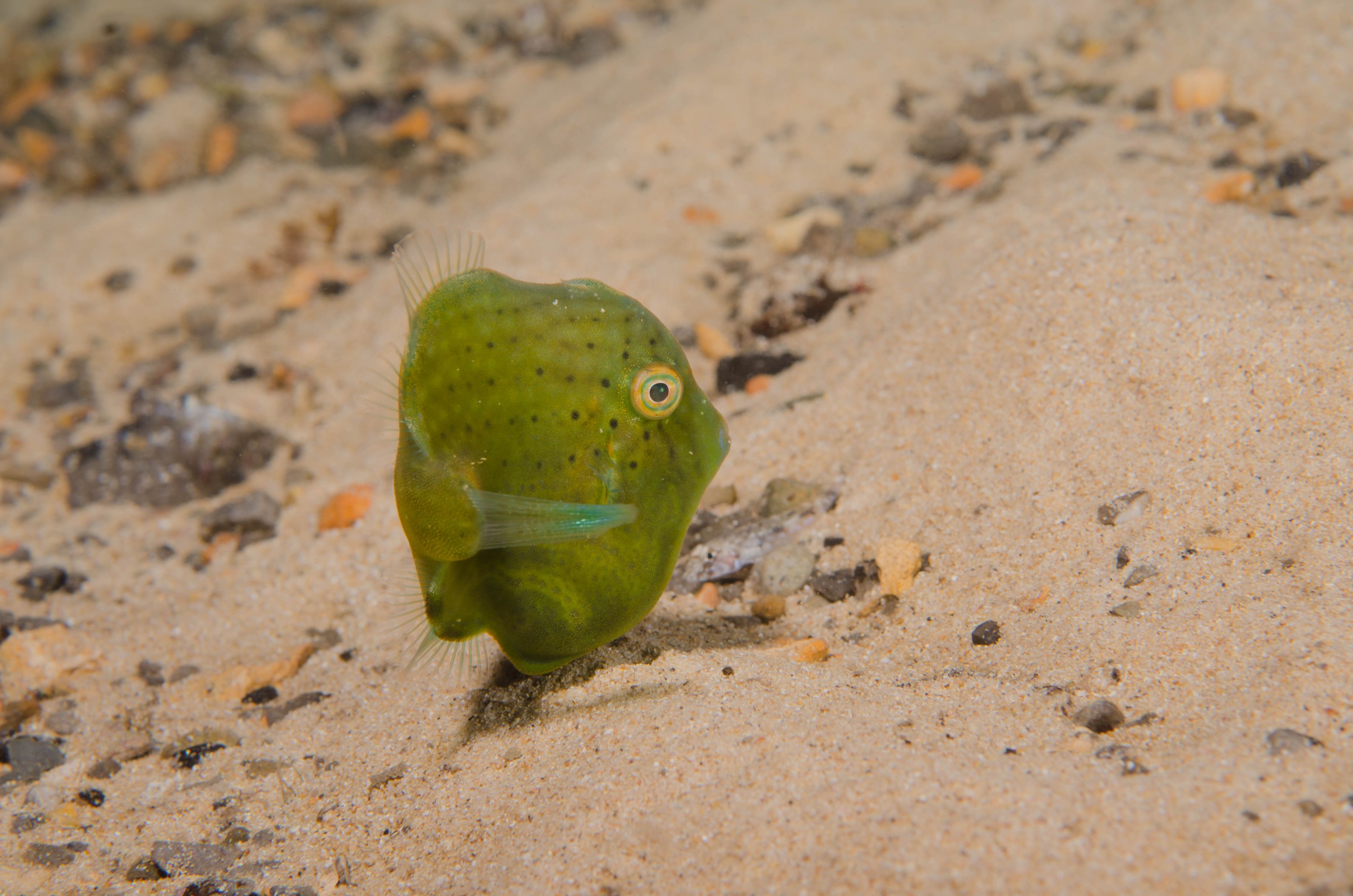 DSC_6368 – 2017, Adelaide, Brachaluteres jacksonianus, Edithburgh, South Australia, cute, fish, july, leatherjacket, macro, pygmy, seacology, temperate, tiny, wharf, winter