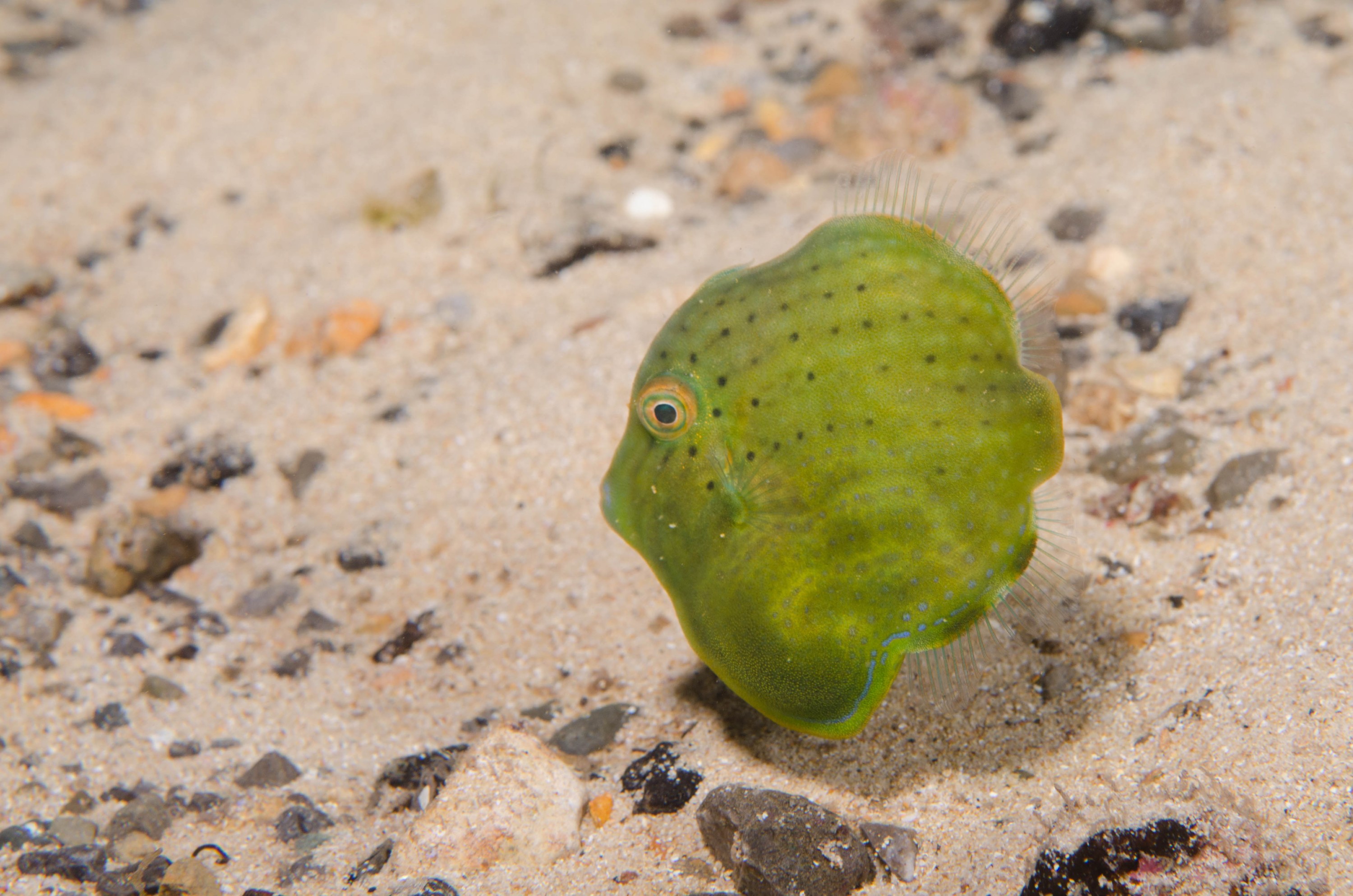 DSC_6369 – 2017, Adelaide, Brachaluteres jacksonianus, Edithburgh, South Australia, cute, fish, july, leatherjacket, macro, pygmy, seacology, temperate, tiny, wharf, winter