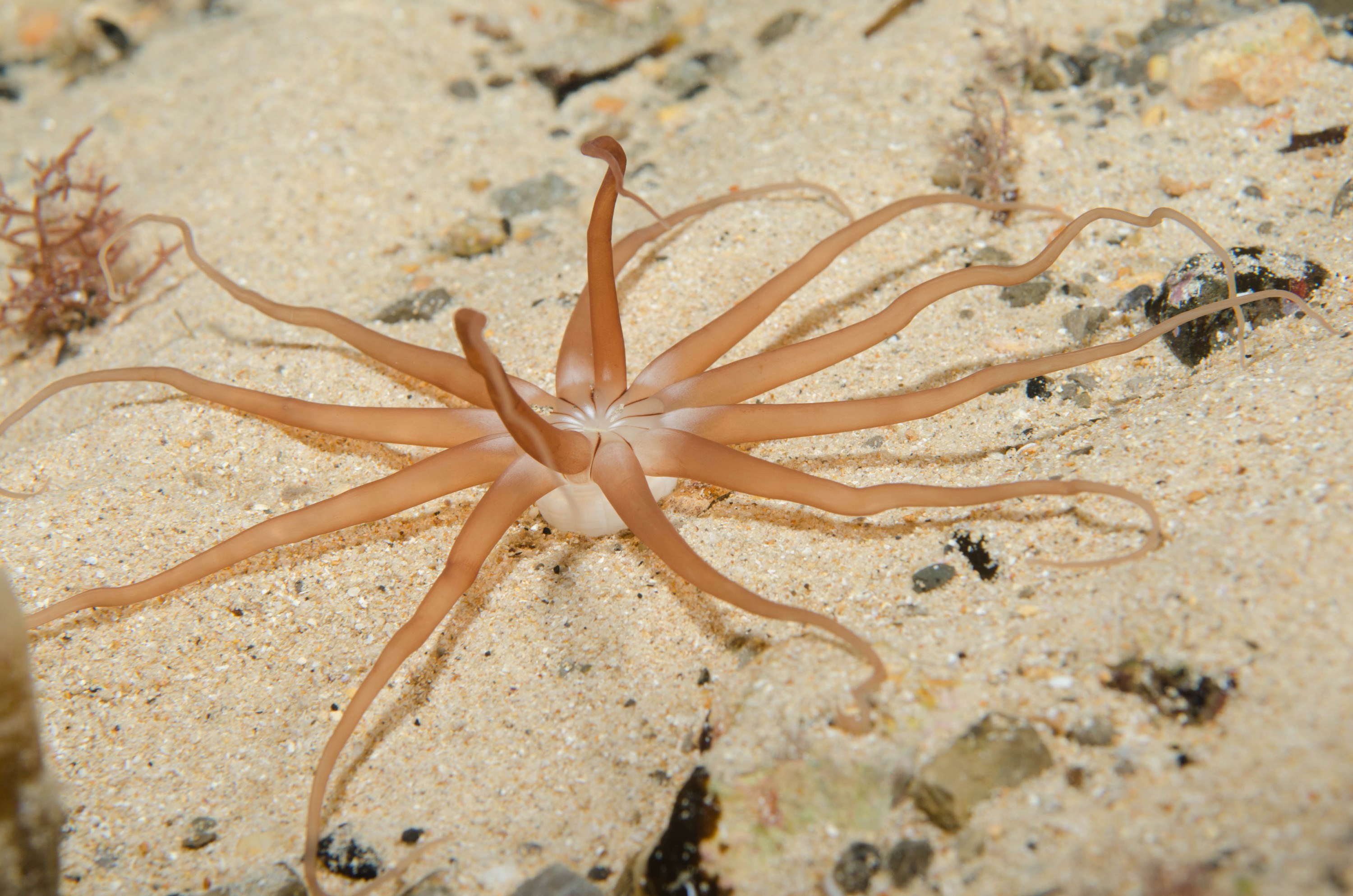 DSC_6370 – 2017, Adelaide, Edithburgh, South Australia, anemone, july, macro, sand, seacology, temperate, wharf, winter