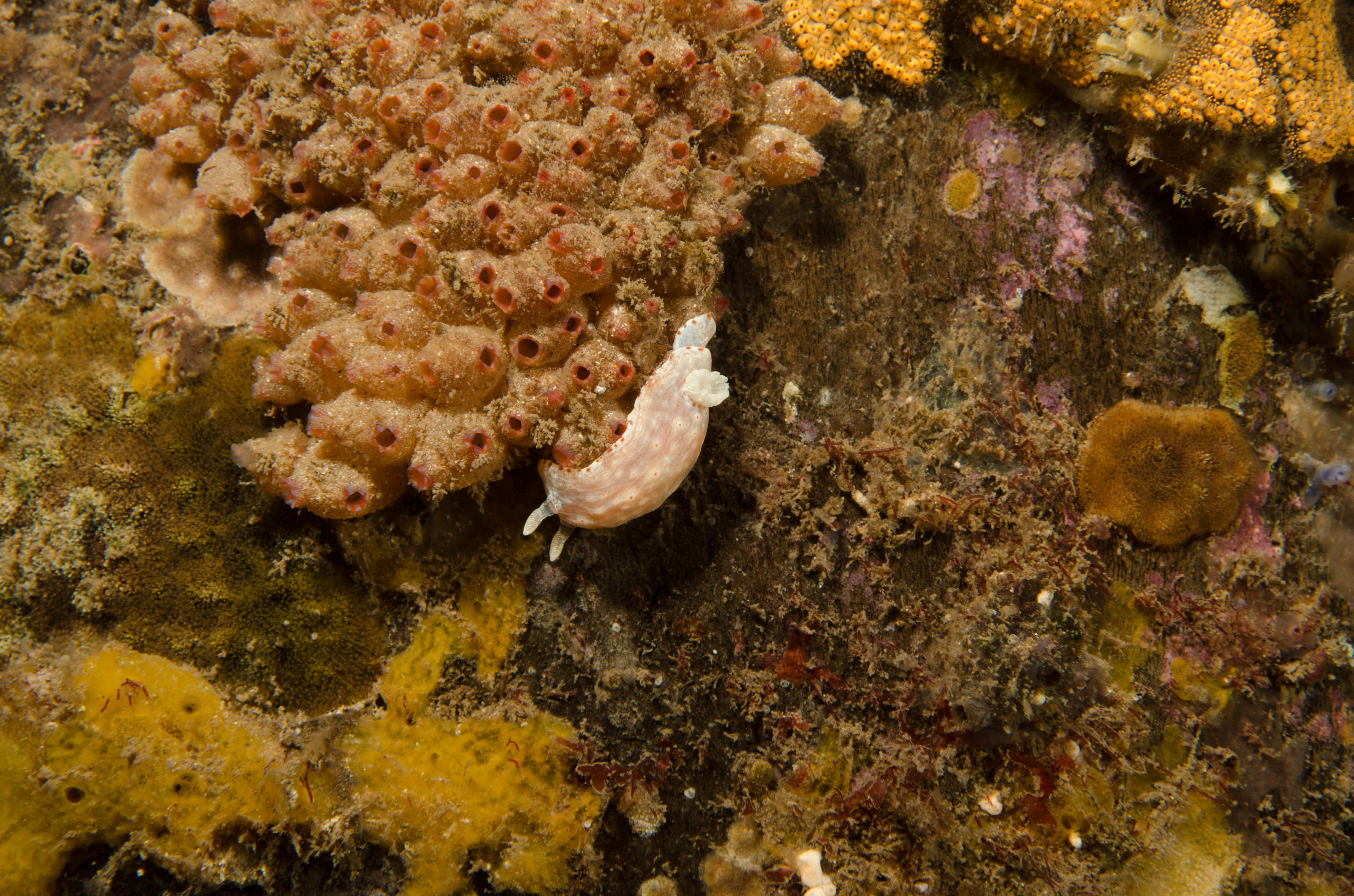 DSC_6371 – 2017, Adelaide, Edithburgh, South Australia, chromodoris, july, macro, nudibranch, seacology, temperate, wharf, winter