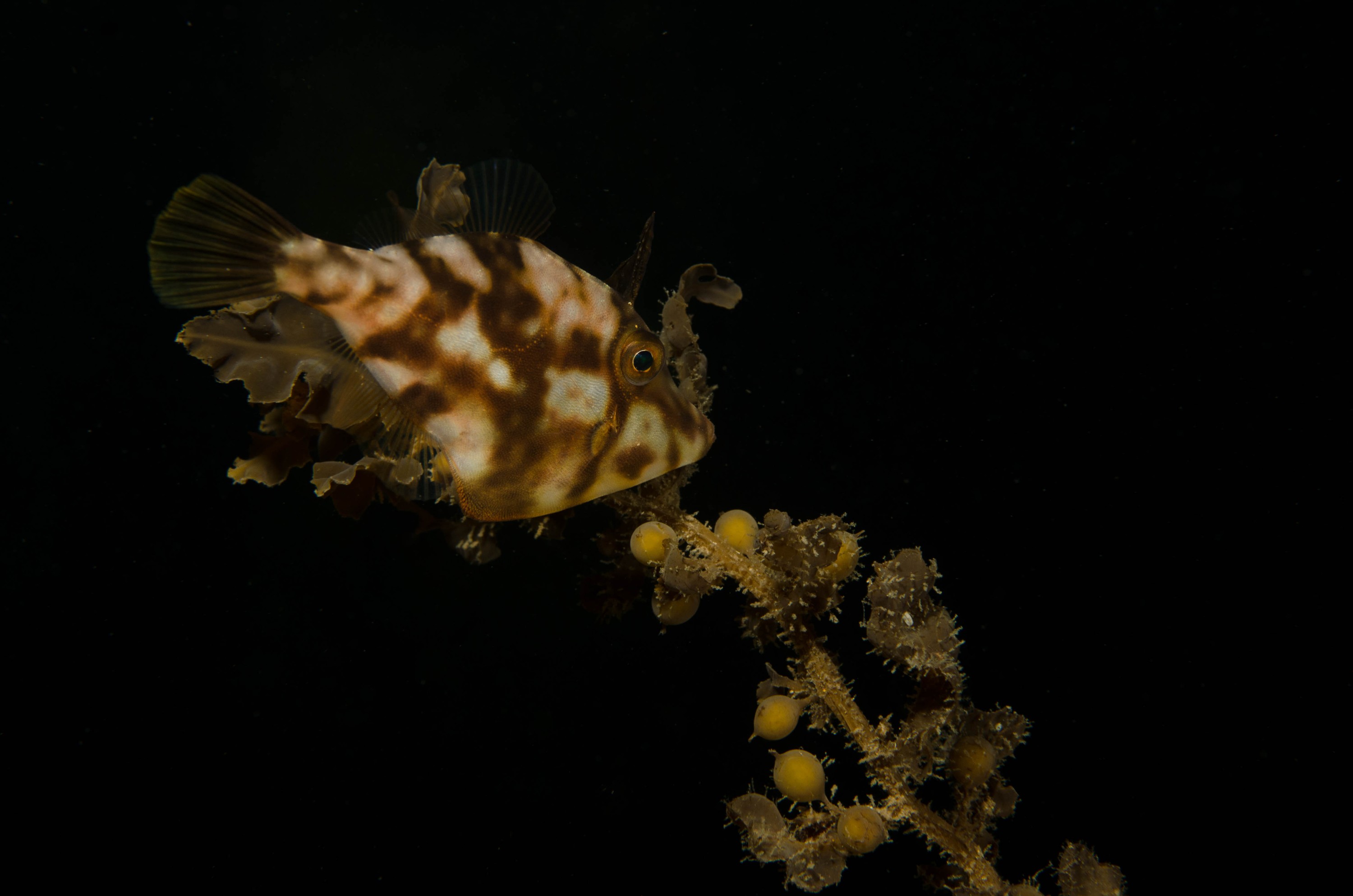 DSC_6374 – 2017, Adelaide, Edithburgh, South Australia, file fish, july, juvenile, leatherjacket, macro, seacology, temperate, wharf, winter