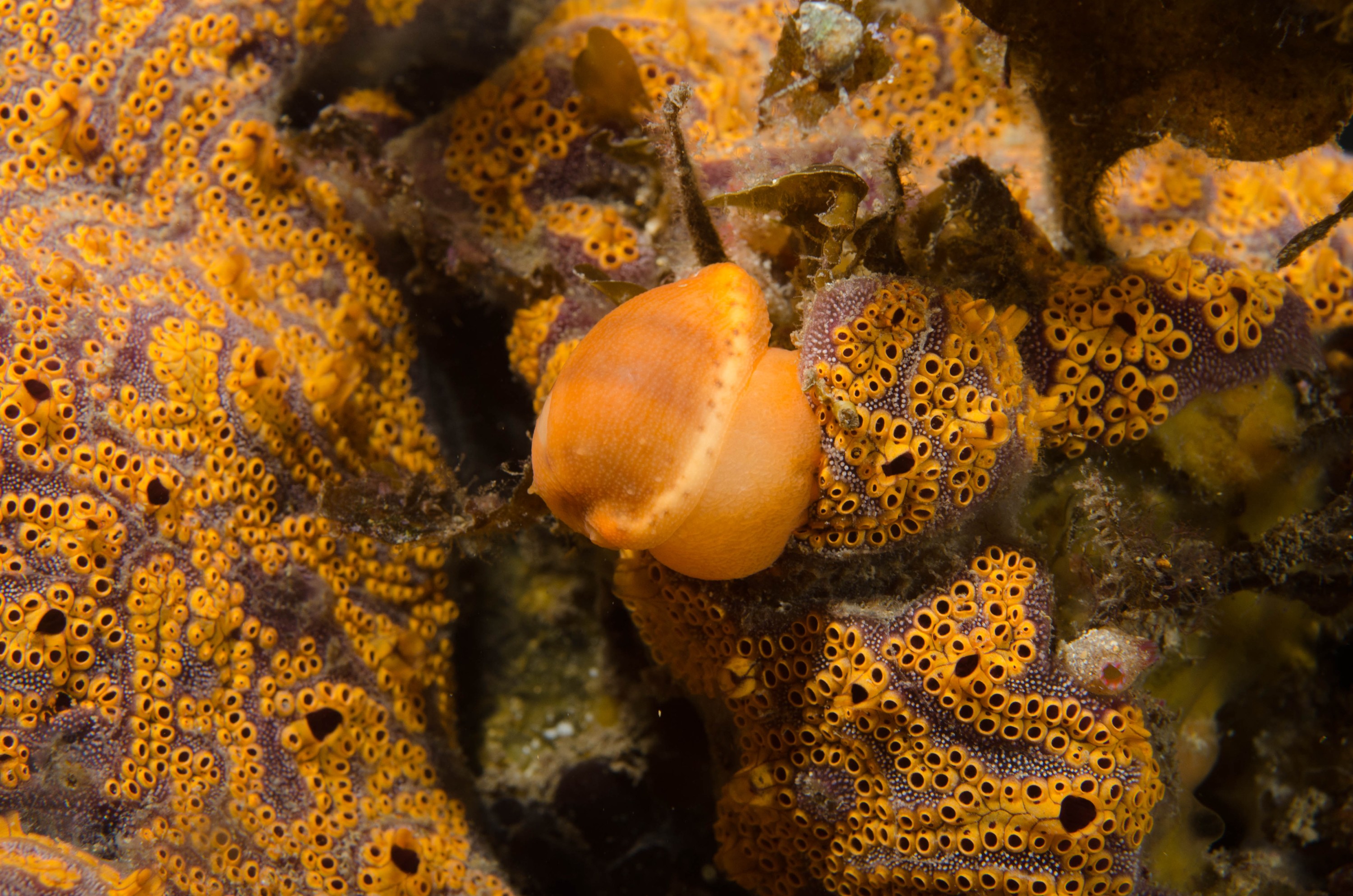 DSC_6378 – 2017, Adelaide, Edithburgh, South Australia, cowrie, cyprea, july, macro, seacology, snail, temperate, wharf, winter