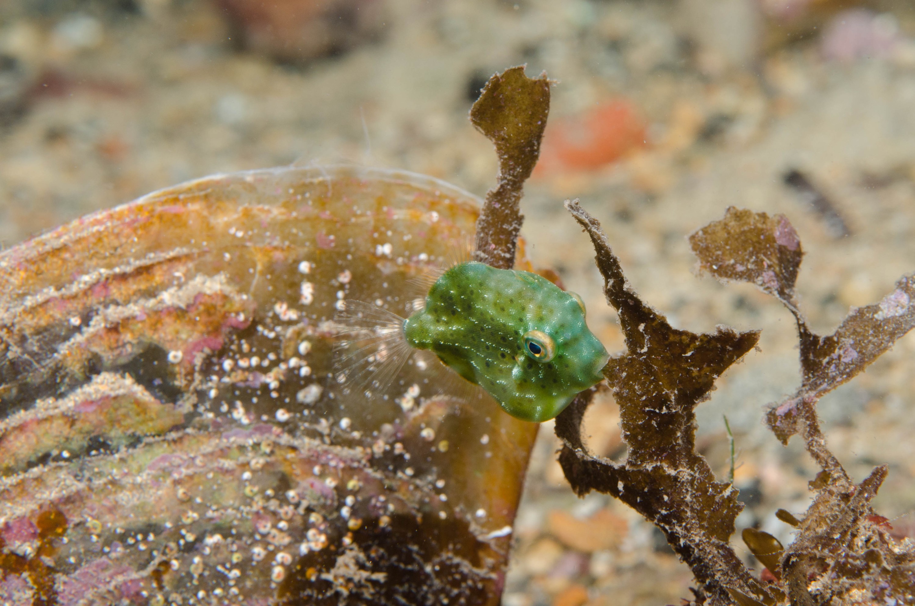 DSC_6379 – 2017, Adelaide, Brachaluteres jacksonianus, Edithburgh, South Australia, cute, fish, july, leatherjacket, macro, pygmy, seacology, temperate, tiny, wharf, winter