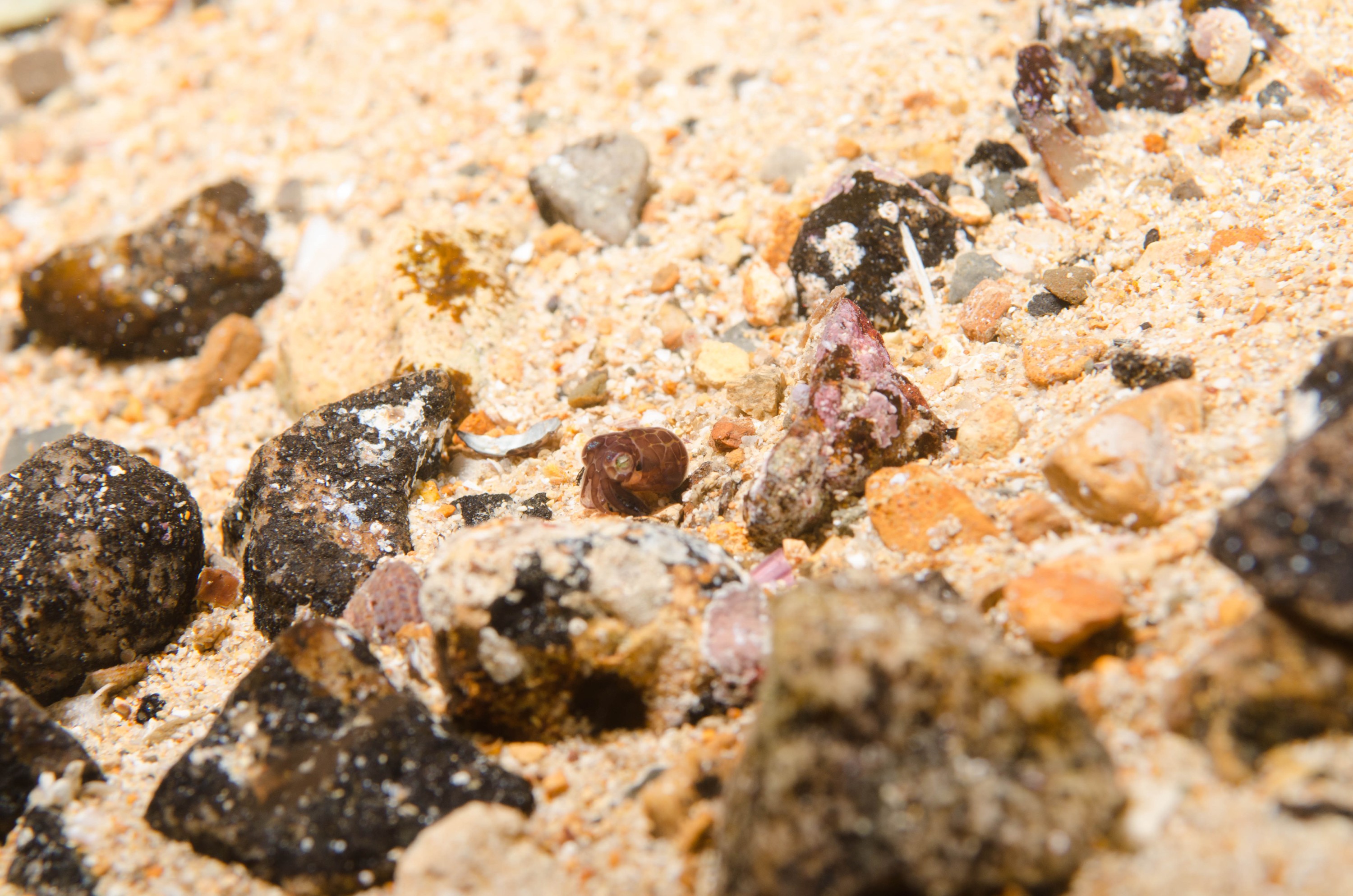 DSC_6383 – 2017, Adelaide, Edithburgh, Euprymna berryi, South Australia, bob tail, cephalopod, cute, july, macro, seacology, squid, temperate, wharf, winter