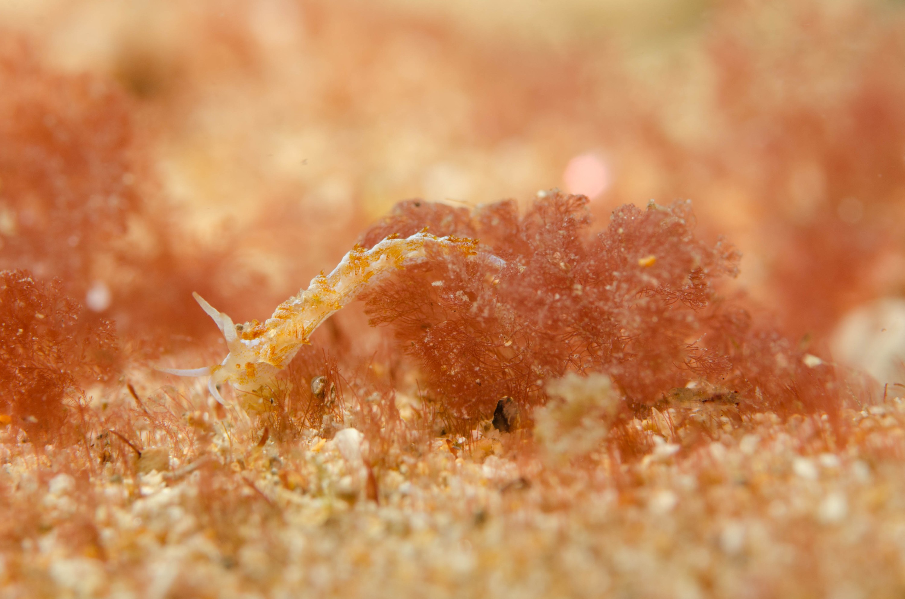 DSC_6387 – 2017, Adelaide, Edithburgh, South Australia, july, macro, nudibranch, seacology, temperate, wharf, winter