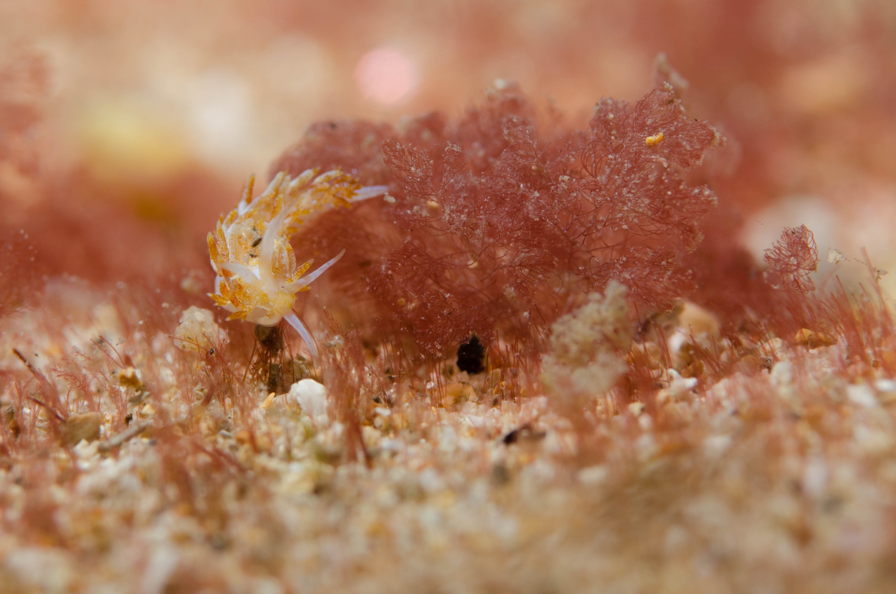 DSC_6388 – 2017, Adelaide, Edithburgh, South Australia, july, macro, nudibranch, seacology, temperate, wharf, winter