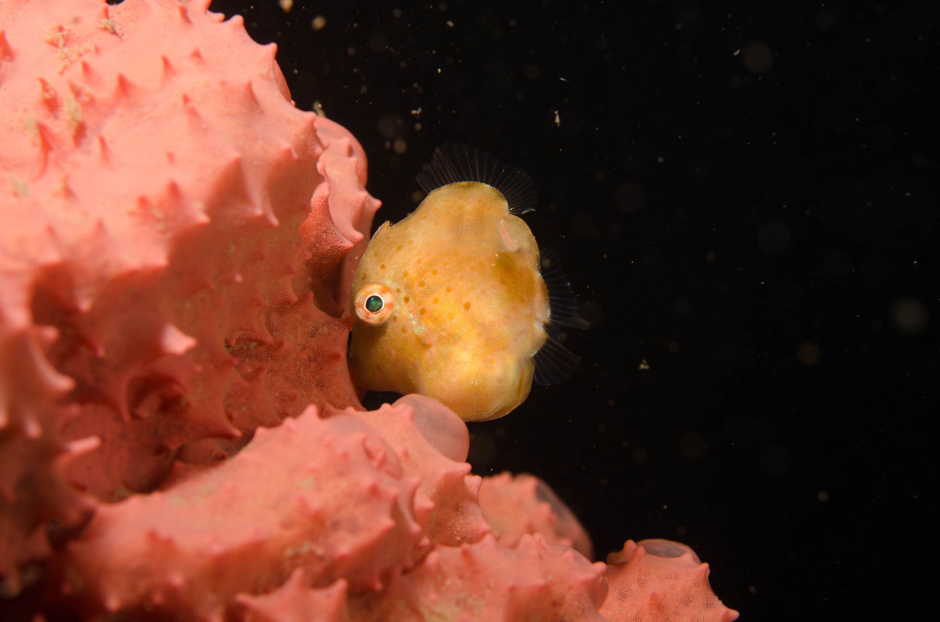 DSC_6390 – 2017, Adelaide, Brachaluteres jacksonianus, Edithburgh, South Australia, cute, fish, july, leatherjacket, macro, pygmy, seacology, temperate, tiny, wharf, winter