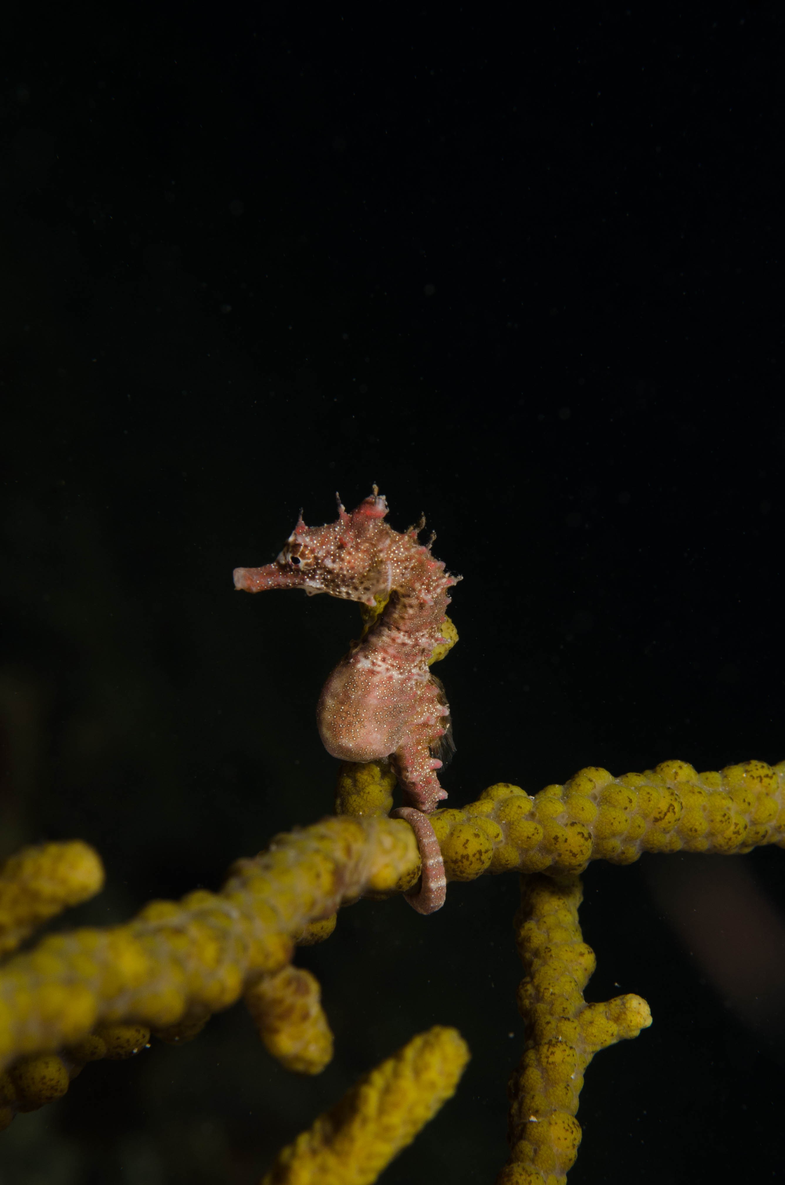DSC_6393 – 2017, Adelaide, Edithburgh, Hippocampus breviceps, Seahorse, Shorthead, South Australia, cute, july, macro, seacology, temperate, wharf, winter