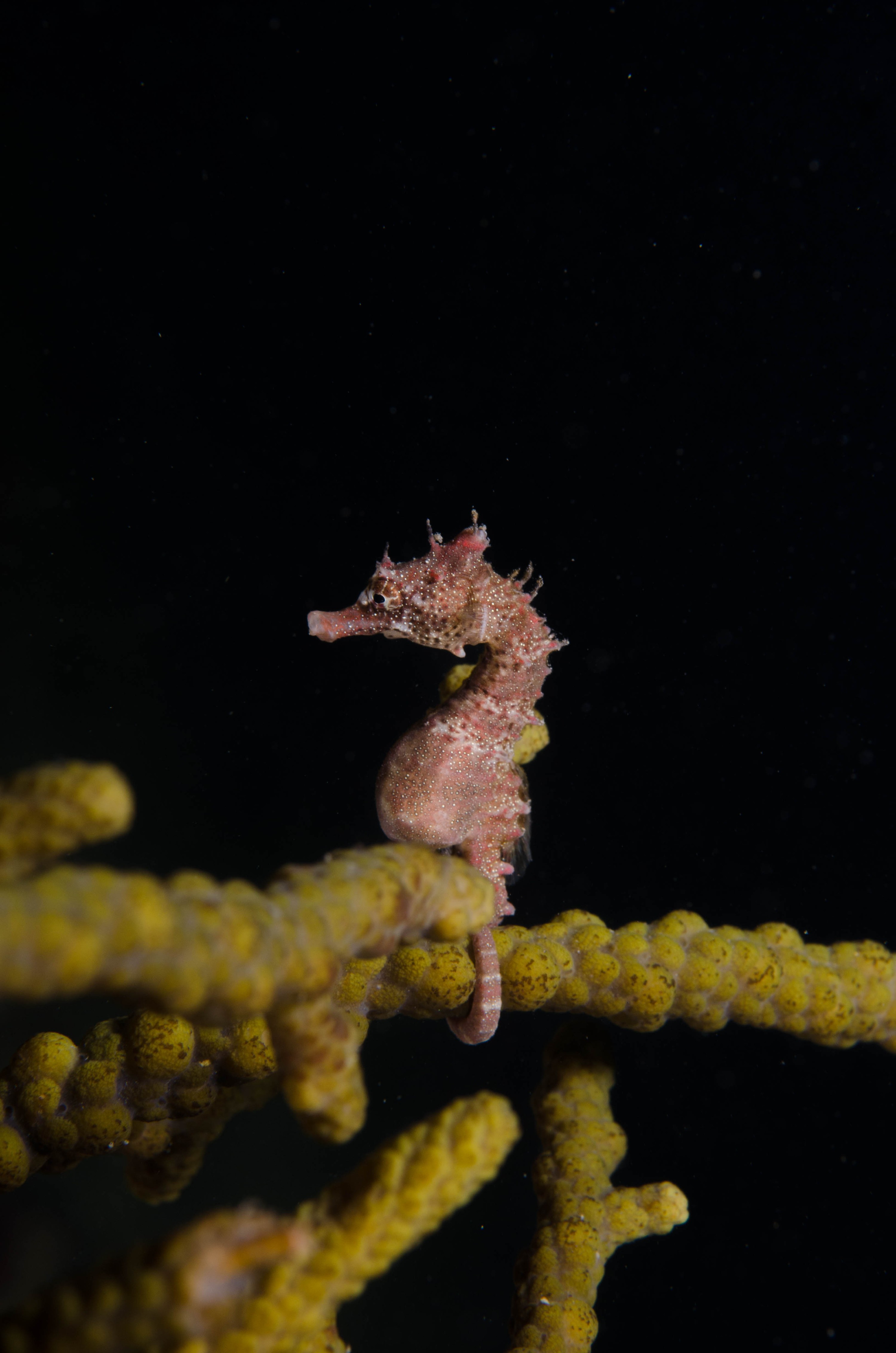 DSC_6394 – 2017, Adelaide, Edithburgh, Hippocampus breviceps, Seahorse, Shorthead, South Australia, cute, july, macro, seacology, temperate, wharf, winter