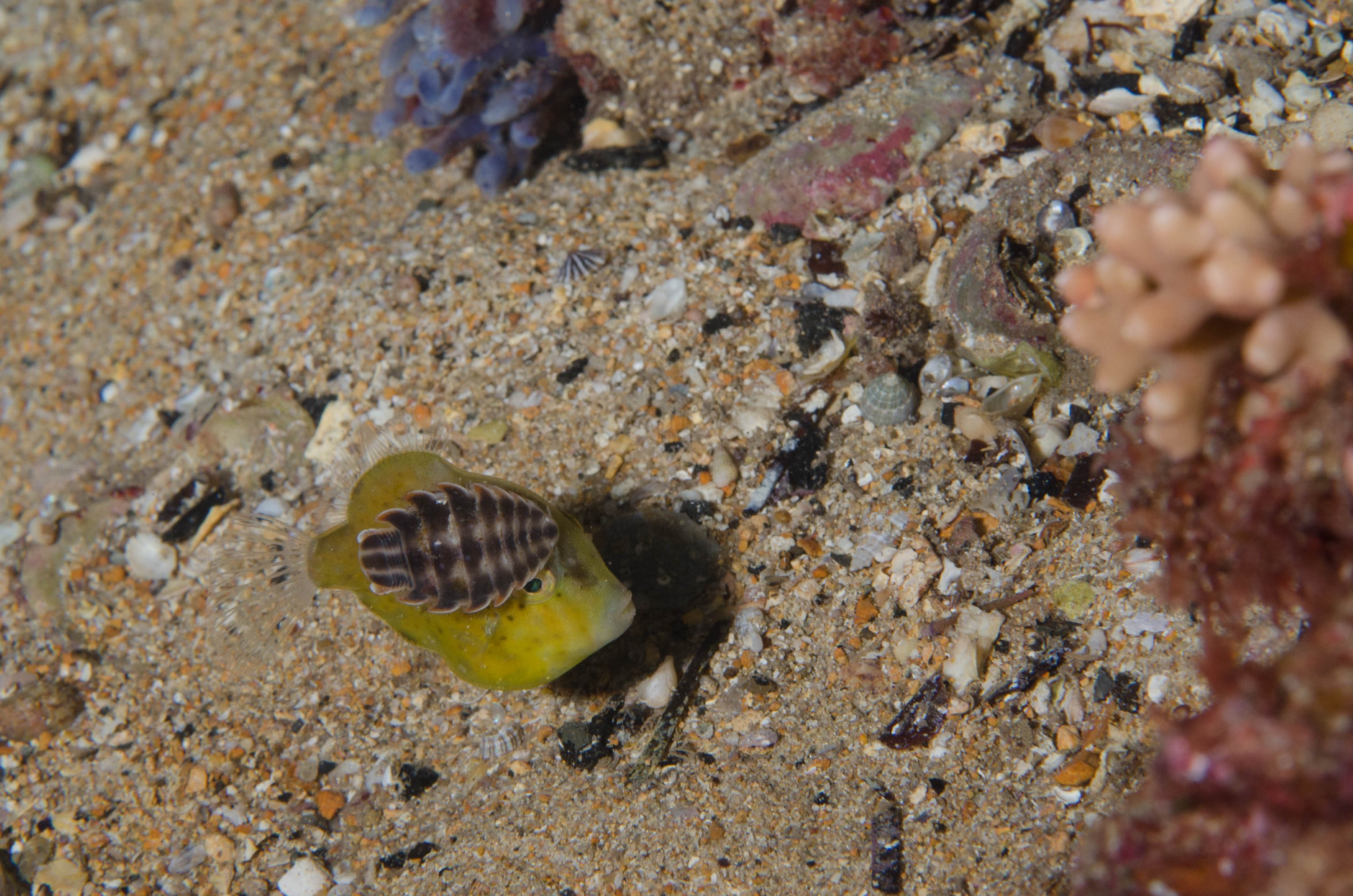 DSC_6400 – 2017, Adelaide, Brachaluteres jacksonianus, Edithburgh, South Australia, cute, fish, isopod, july, leatherjacket, macro, parasite, pygmy, seacology, temperate, tiny, wharf, winter