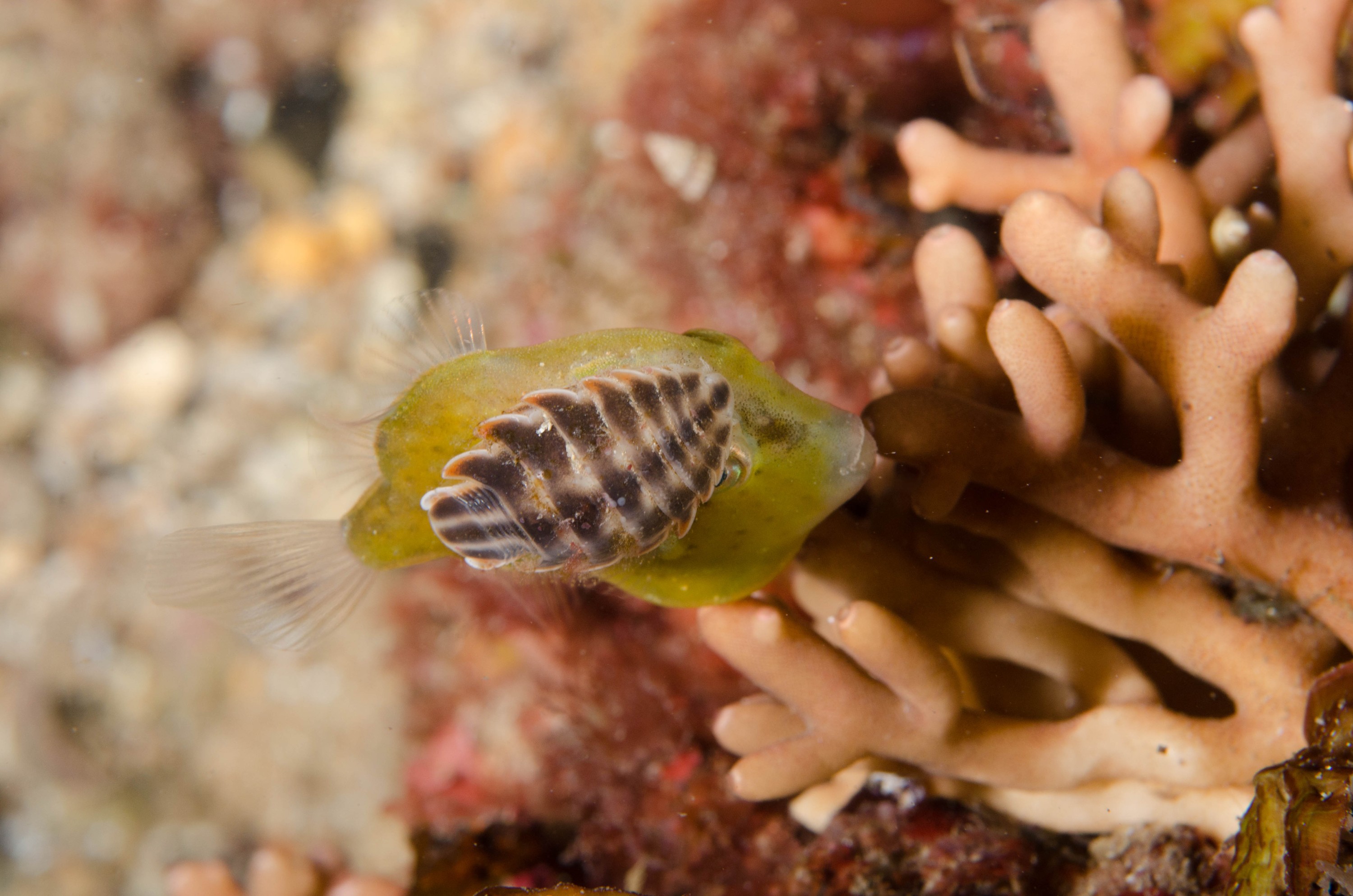 DSC_6401 – 2017, Adelaide, Brachaluteres jacksonianus, Edithburgh, South Australia, cute, fish, isopod, july, leatherjacket, macro, parasite, pygmy, seacology, temperate, tiny, wharf, winter