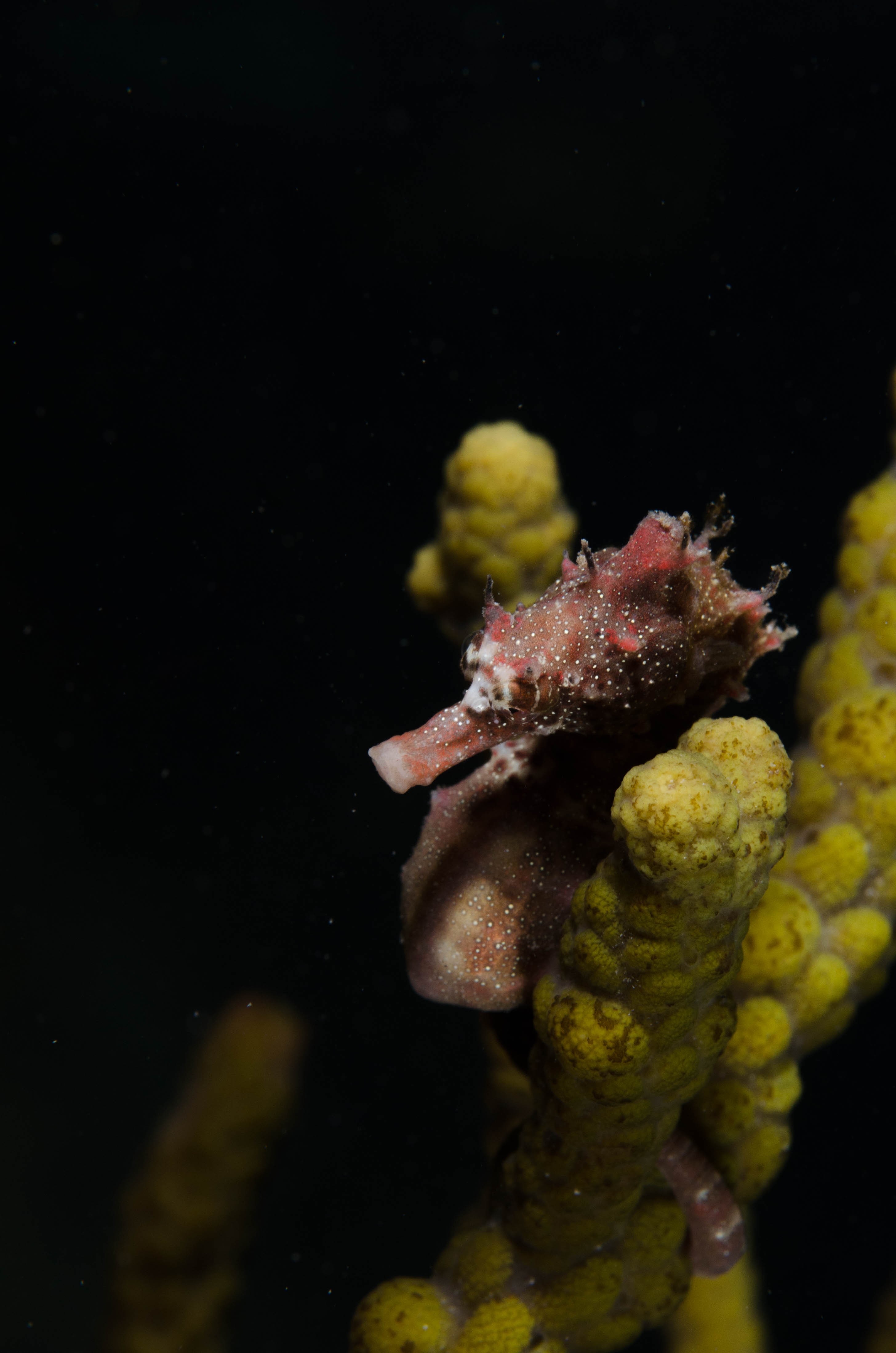 DSC_6402 – 2017, Adelaide, Edithburgh, Hippocampus breviceps, Seahorse, Shorthead, South Australia, cute, july, macro, seacology, temperate, wharf, winter