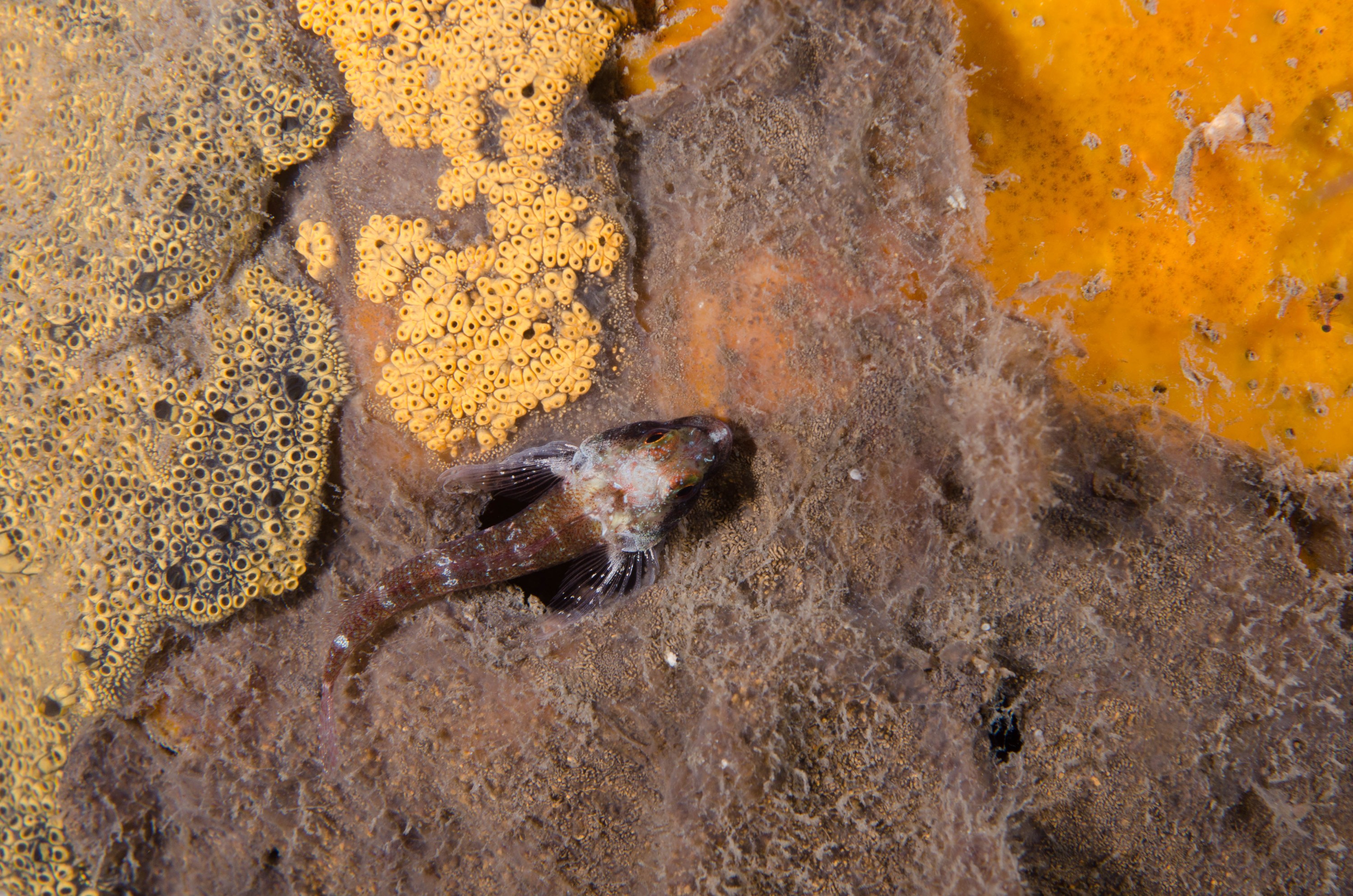 DSC_6408 – 2017, Adelaide, Edithburgh, South Australia, fish, july, macro, seacology, temperate, triplefin, tripterygiidae, wharf, winter