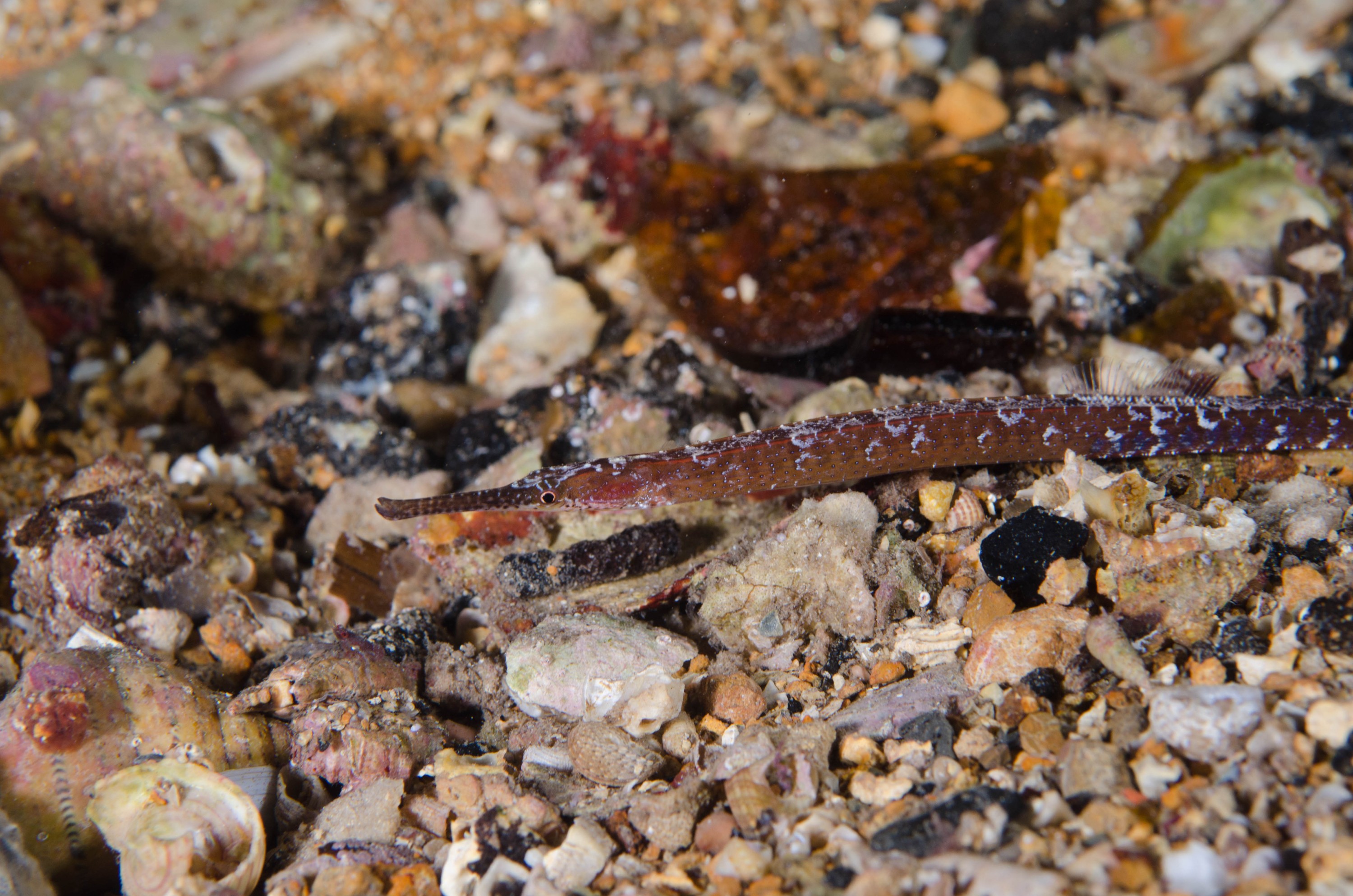 DSC_6410 – 2017, Adelaide, Edithburgh, Longsnout Pipefish, South Australia, Vanacampus poecilolaemus, july, macro, pipefish, seacology, temperate, wharf, winter