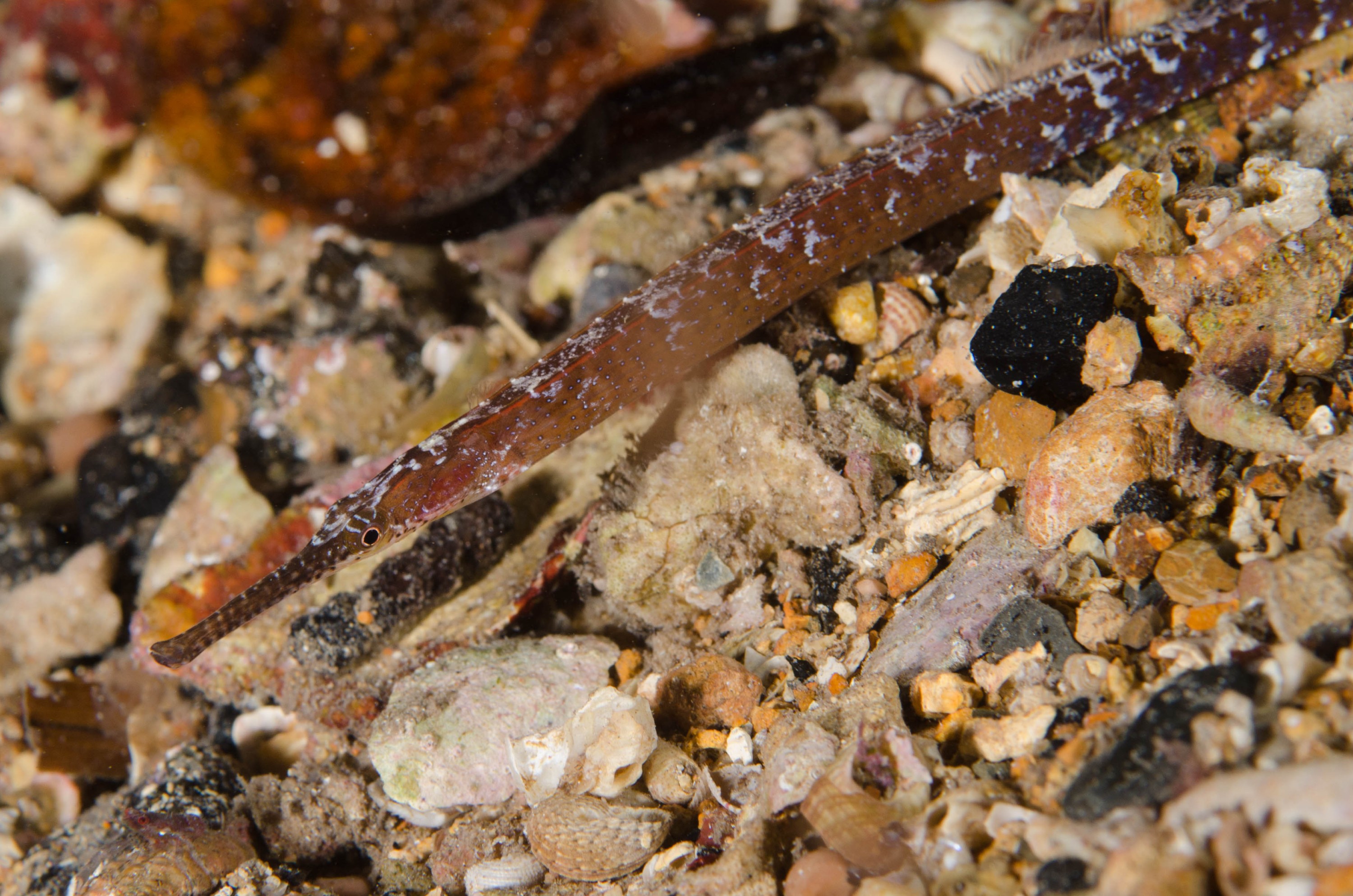 DSC_6411 – 2017, Adelaide, Edithburgh, Longsnout Pipefish, South Australia, Vanacampus poecilolaemus, july, macro, pipefish, seacology, temperate, wharf, winter